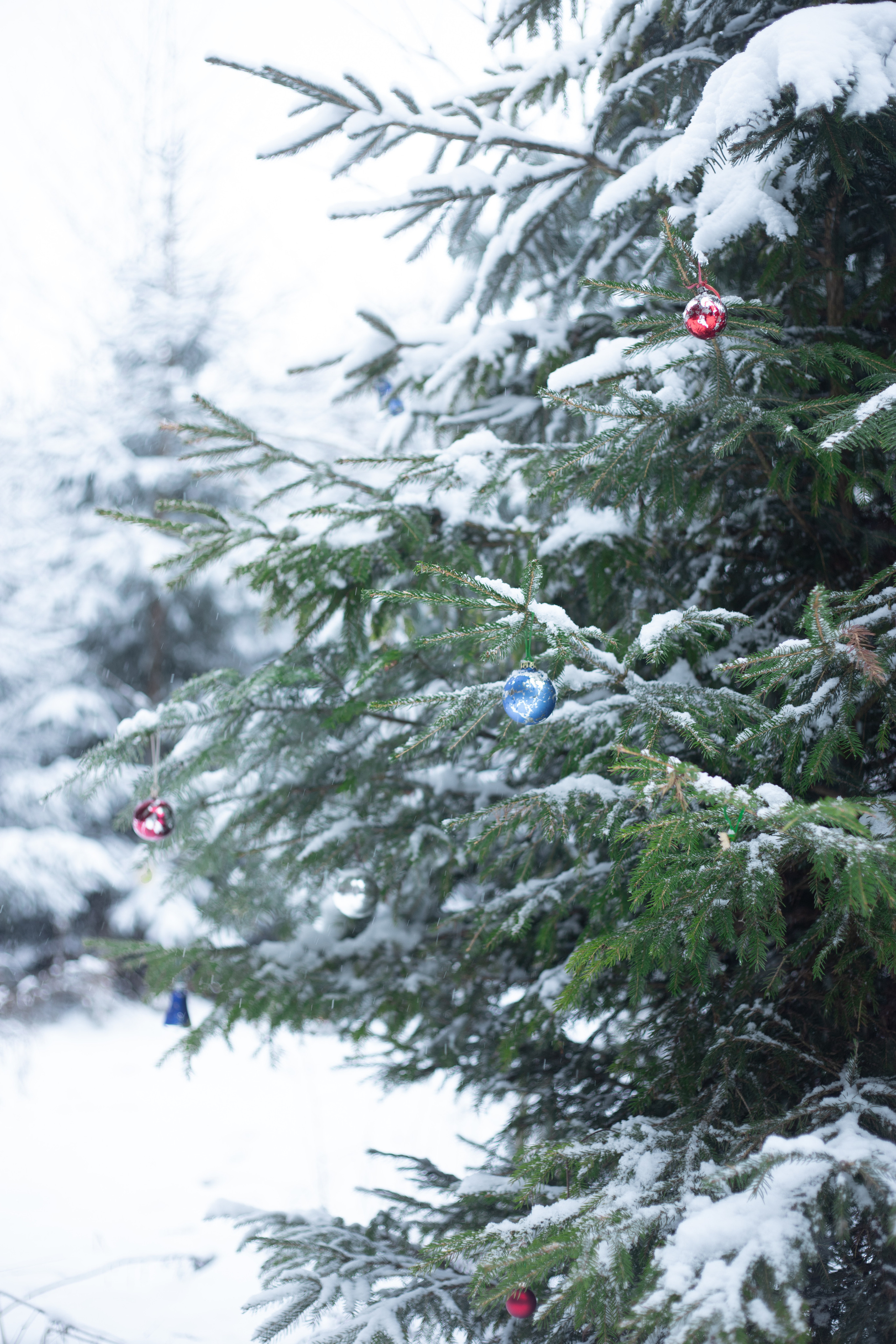 Winterfotografie (im Wald). Olena Fritz Fotografie