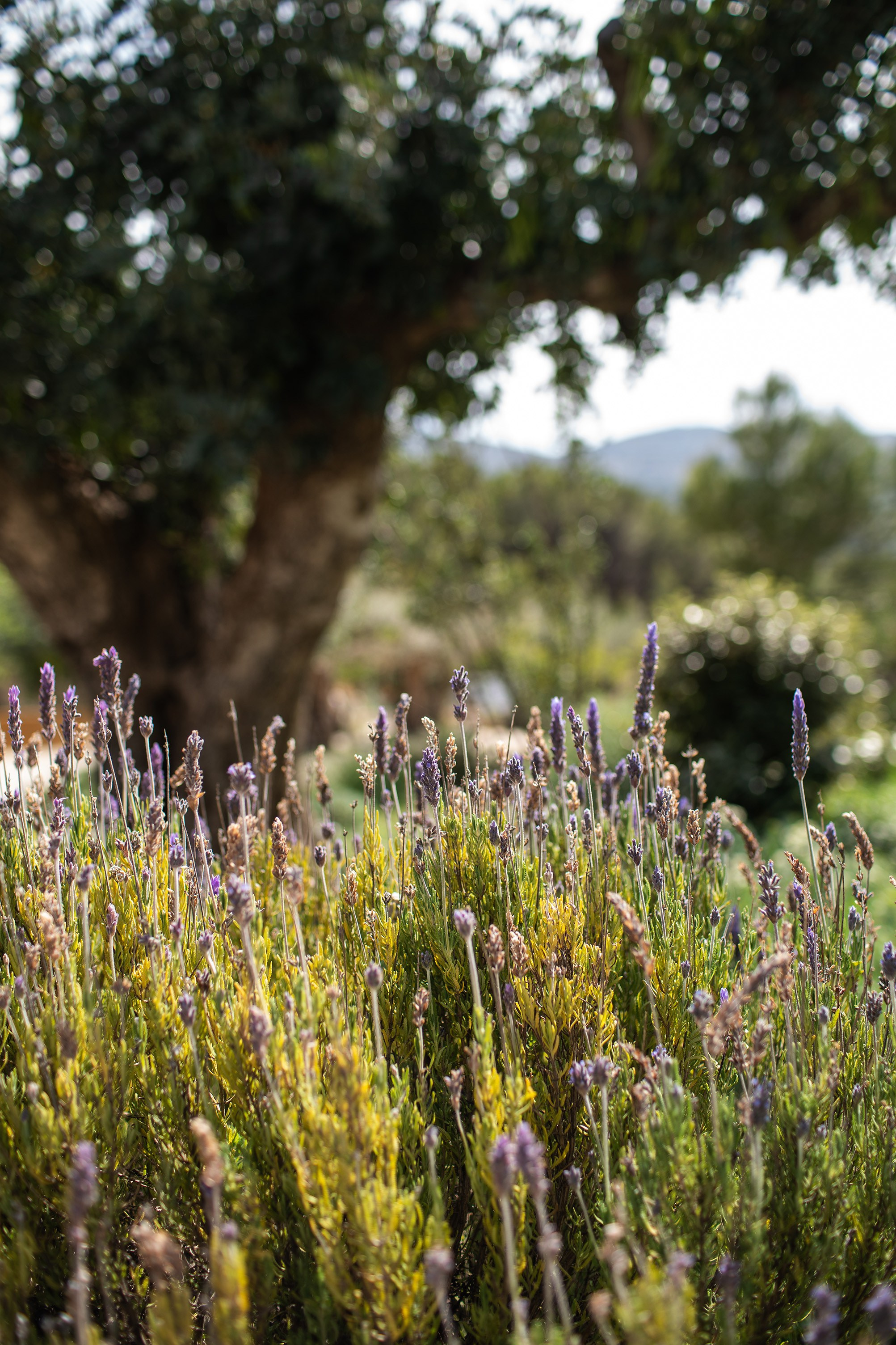 Lily and Hayk. Destination Wedding Photographers based in Spain