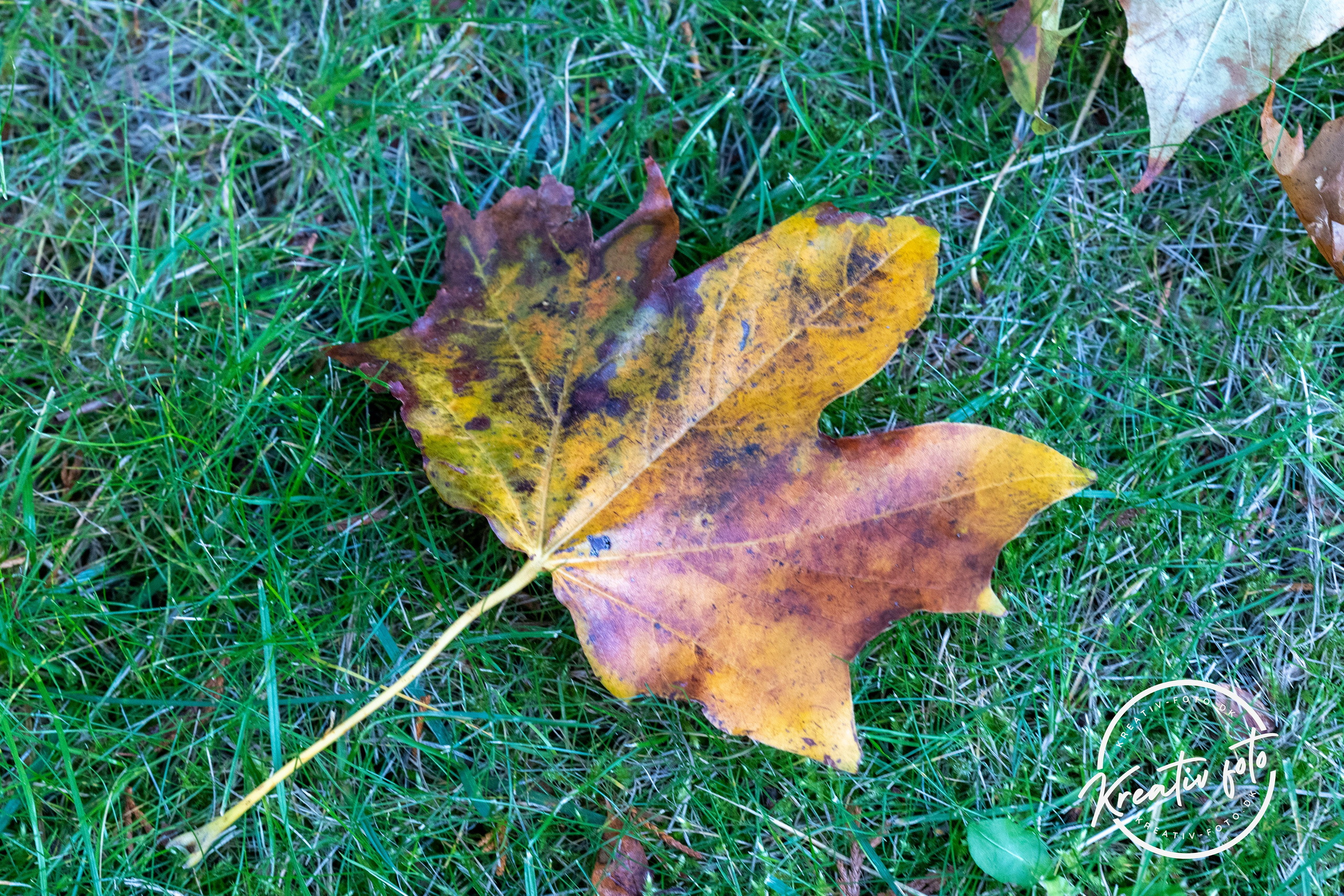 Efterår. Fotograf Aarhus | Portrætfoto Århus | Flotte billeder