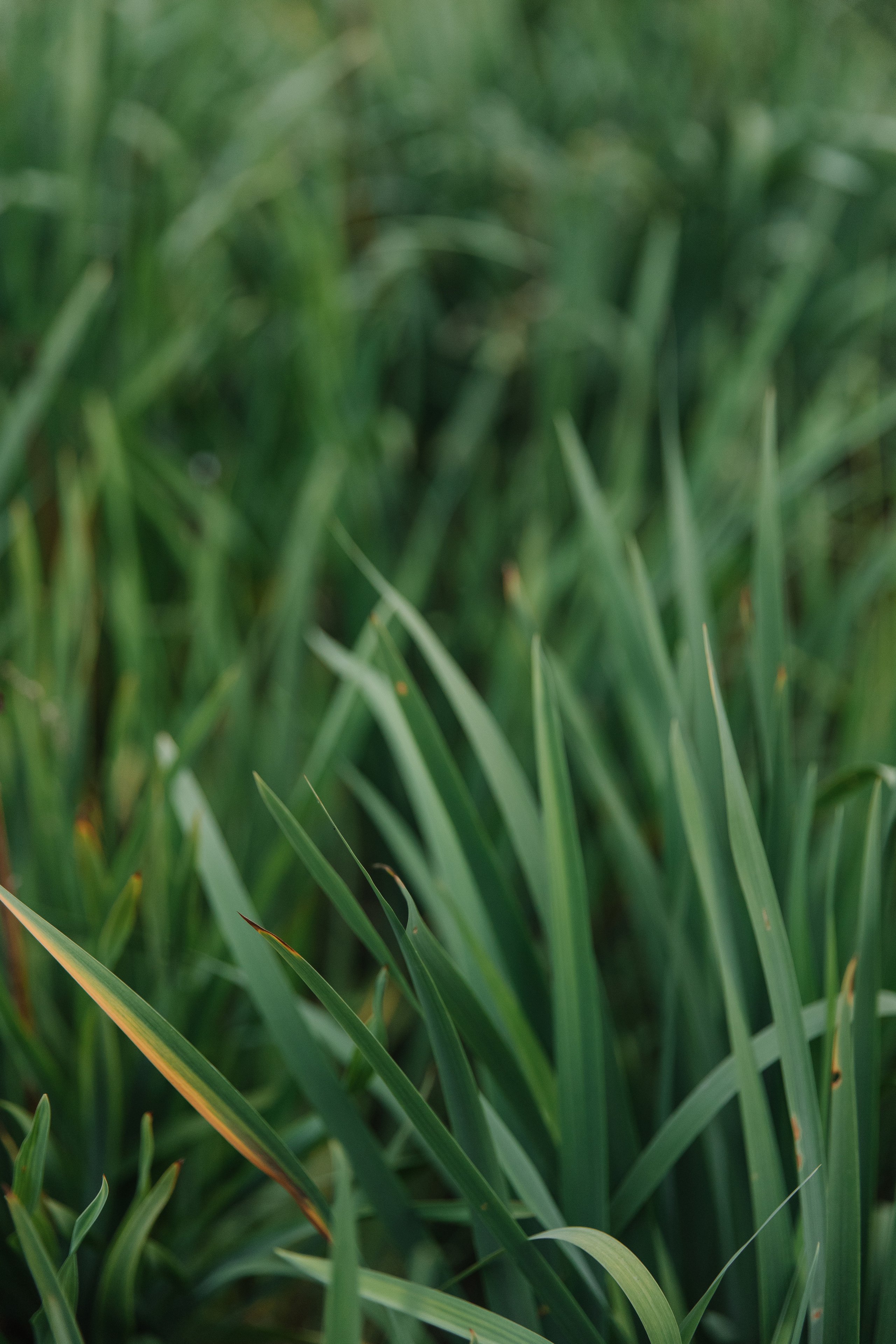 Welna Eco. Wedding photographer Mexico Sayulita Puerto Vallarta Punta Mita Cabo