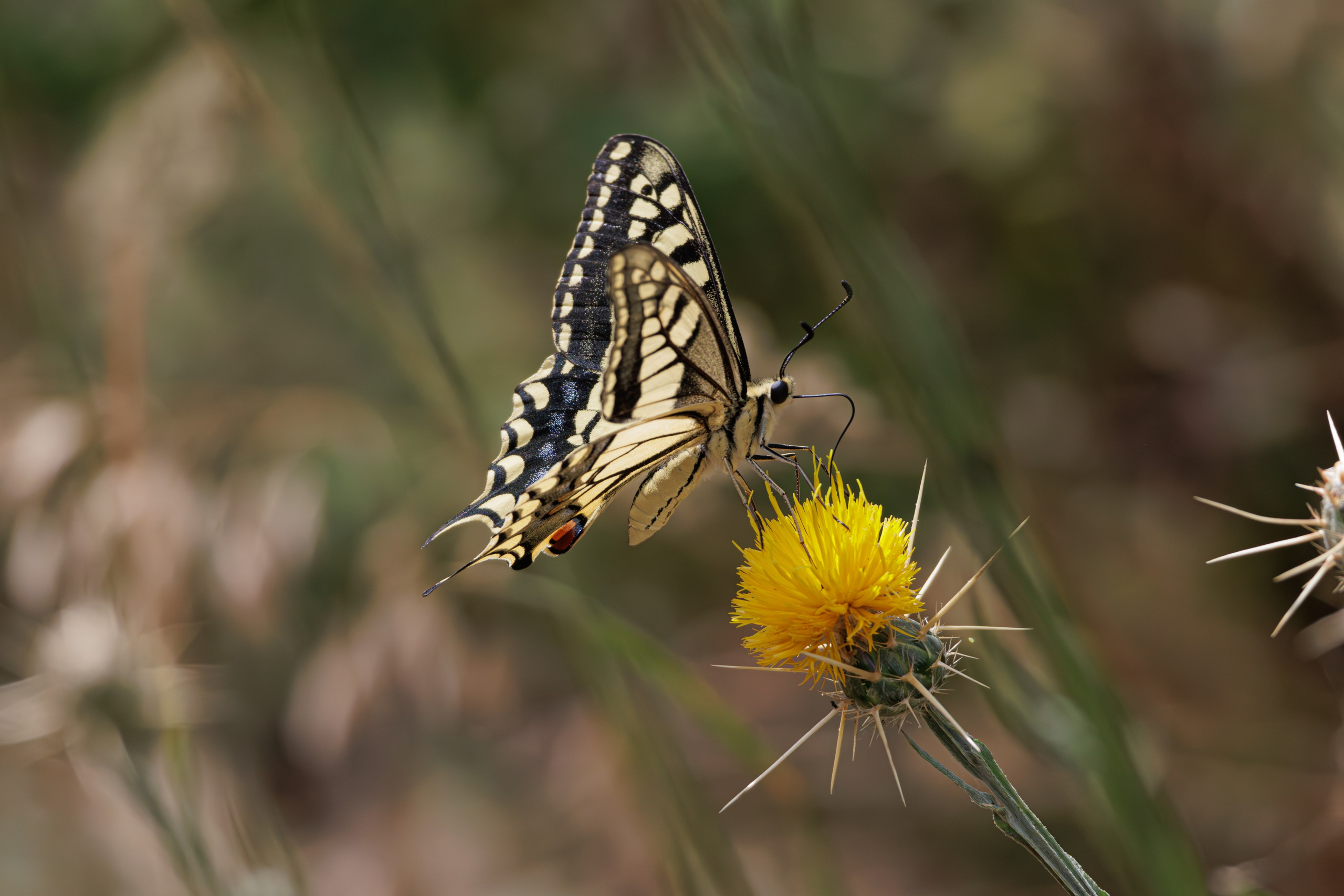 გასეირნება წავკისიდან ვაკის პარკამდე. FramefreeMan