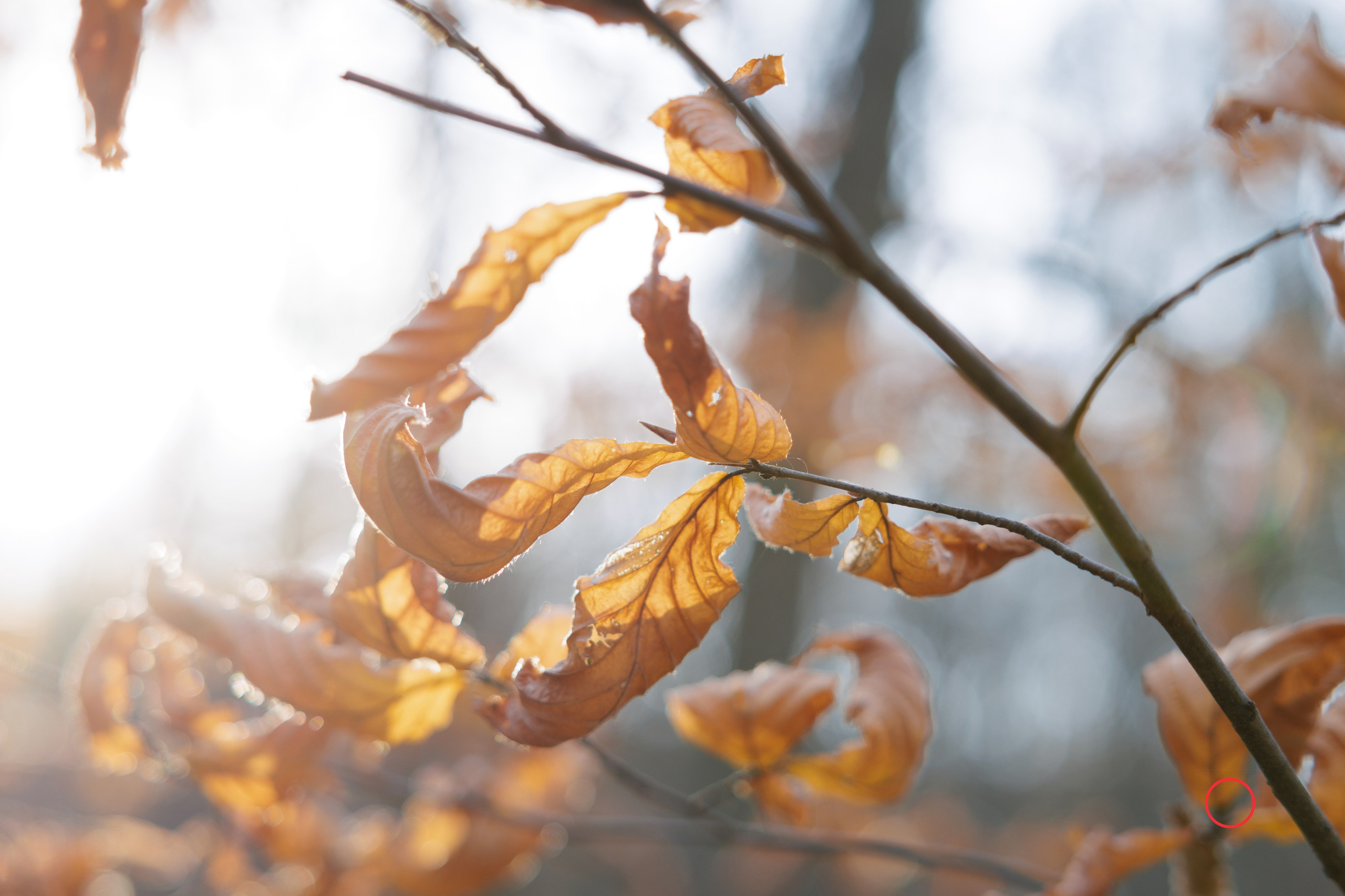 ტყე შემოდგომისა. FramefreeMan