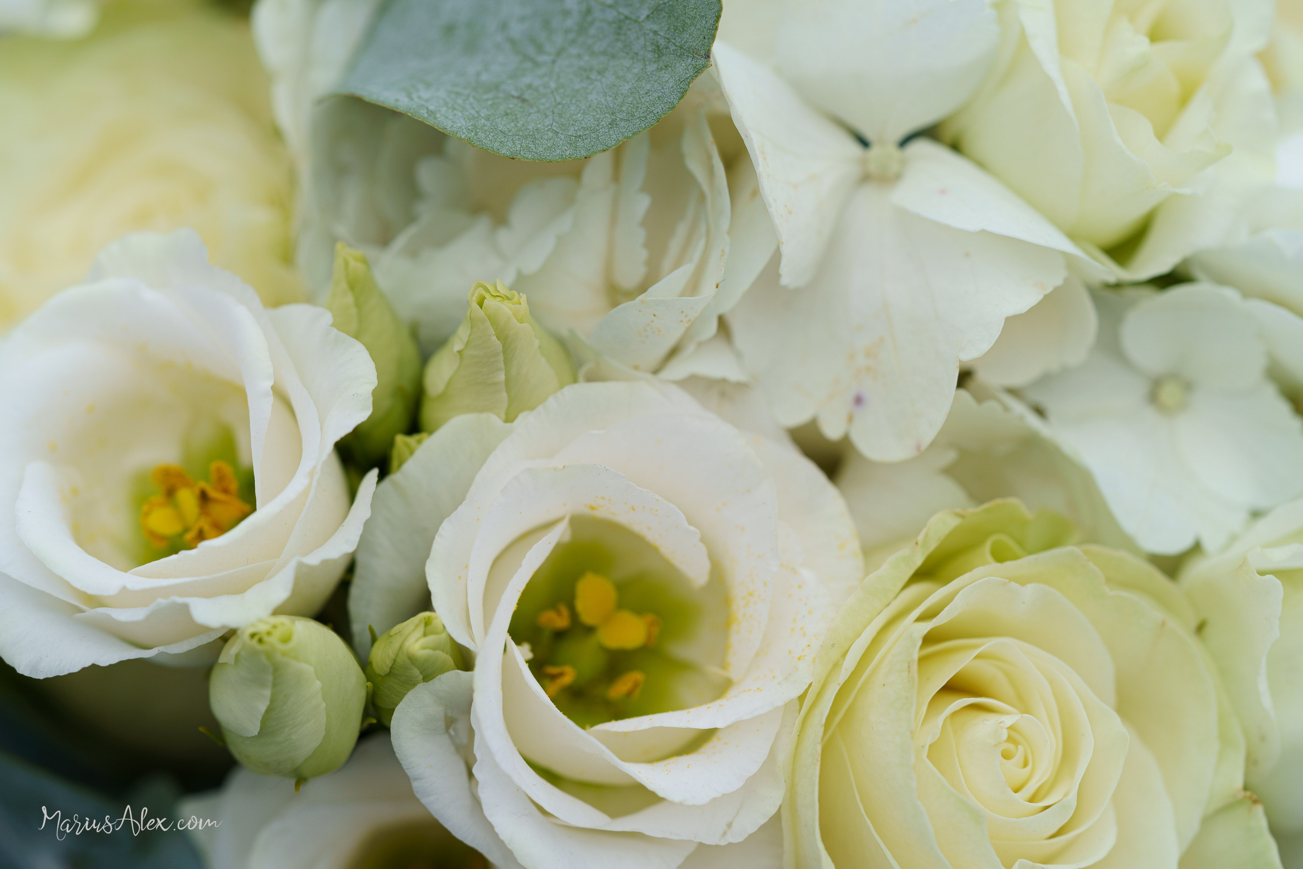 Daniela & Gabriel. Marius Alex fotograf de eveniment si portret din Suceava