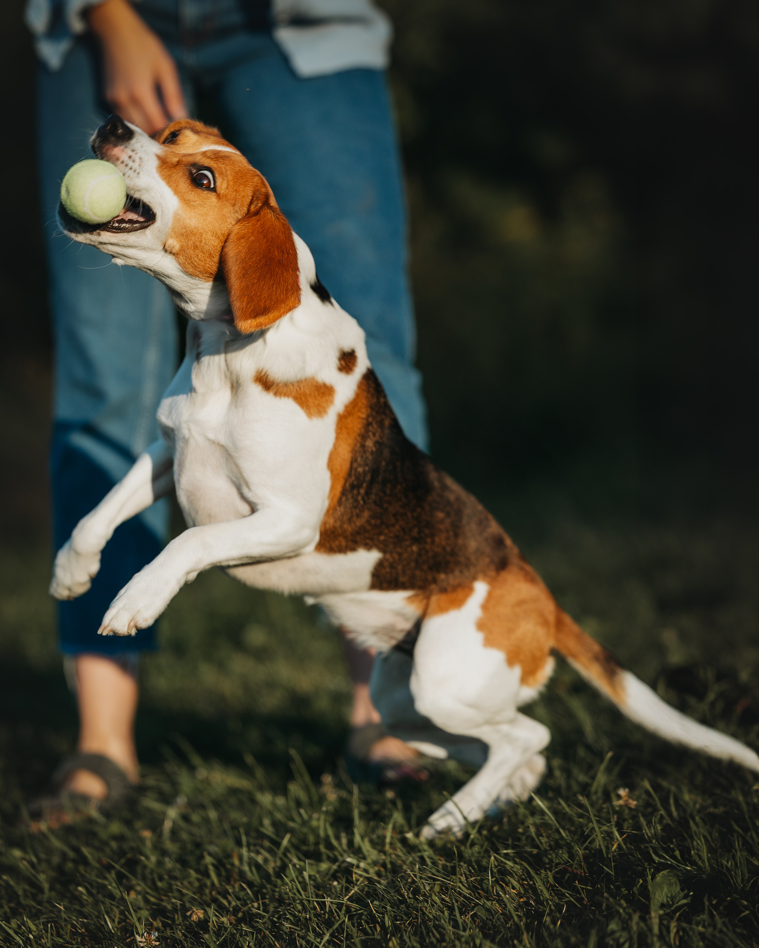 Maxine & Sarah. Pet Photographer Viktoriya Aleshenko