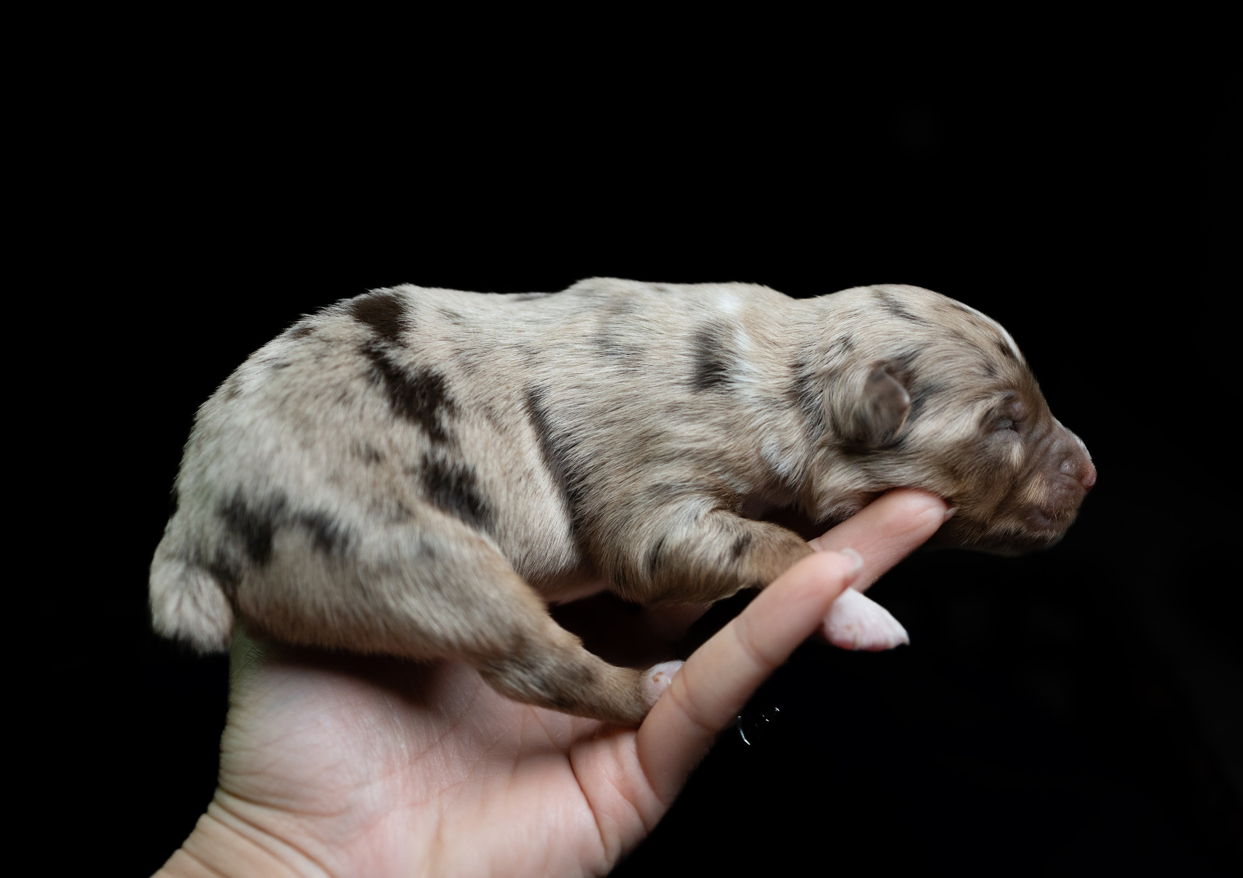 Tiny Aussies. Pet Photographer Viktoriya Aleshenko