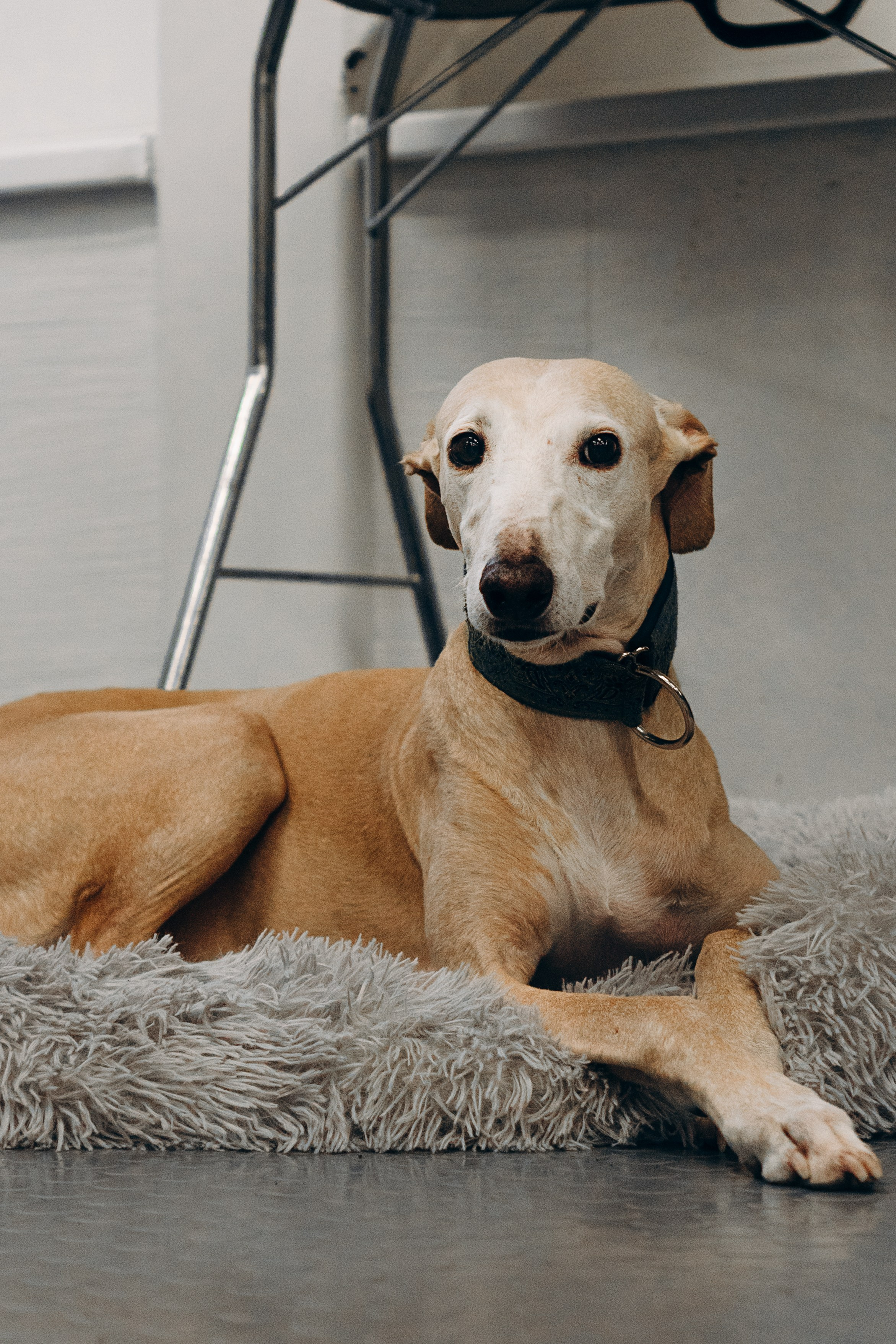 Galgotreff, 9 feb. 2025. Kat Laisaar — Pet photographer in Tallinn