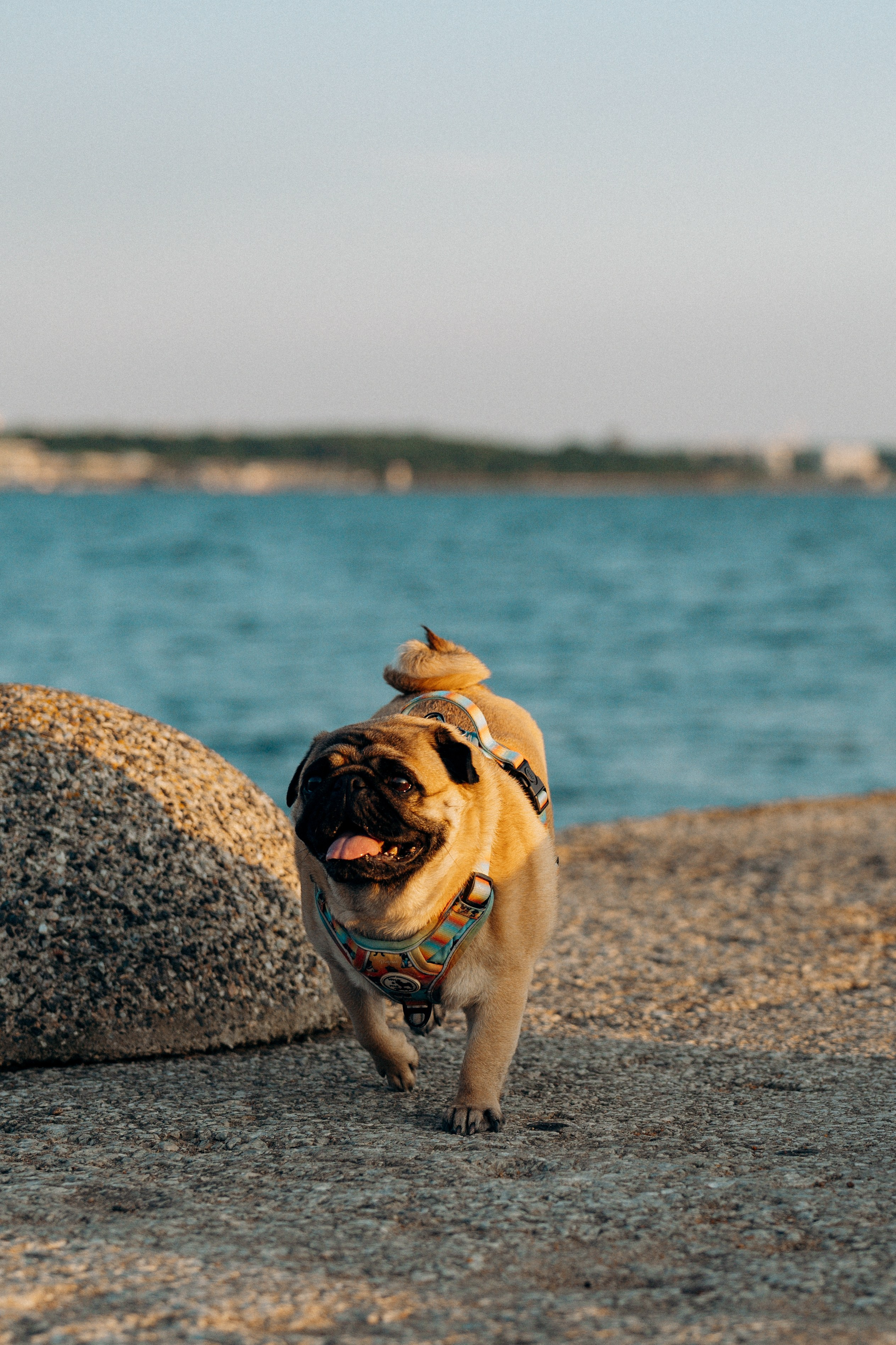 Frank, Tony, Katerina & Lev. Kat Laisaar — Pet photographer in Tallinn