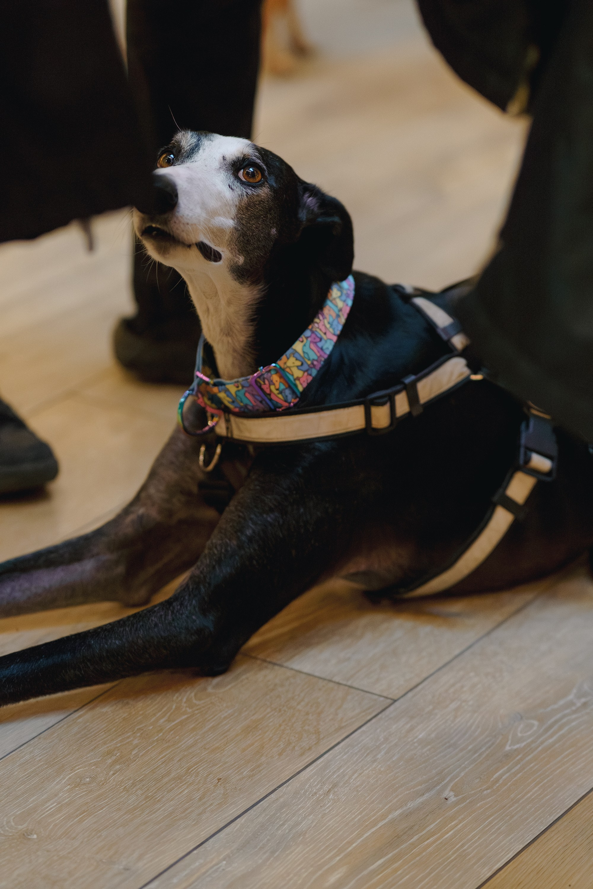 GalgoTreff / Solaris keskus 16 november. Kat Laisaar — Pet photographer in Tallinn