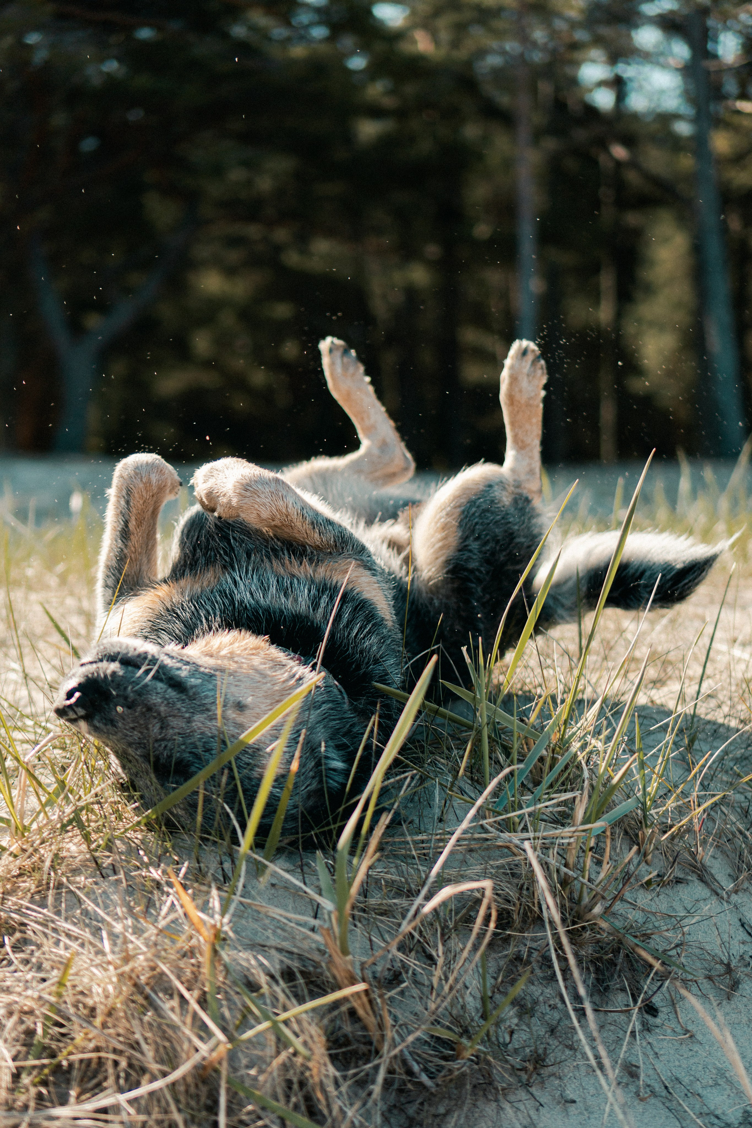 Oskar, Maria & Dmitrii. Kat Laisaar — Pet photographer in Tallinn