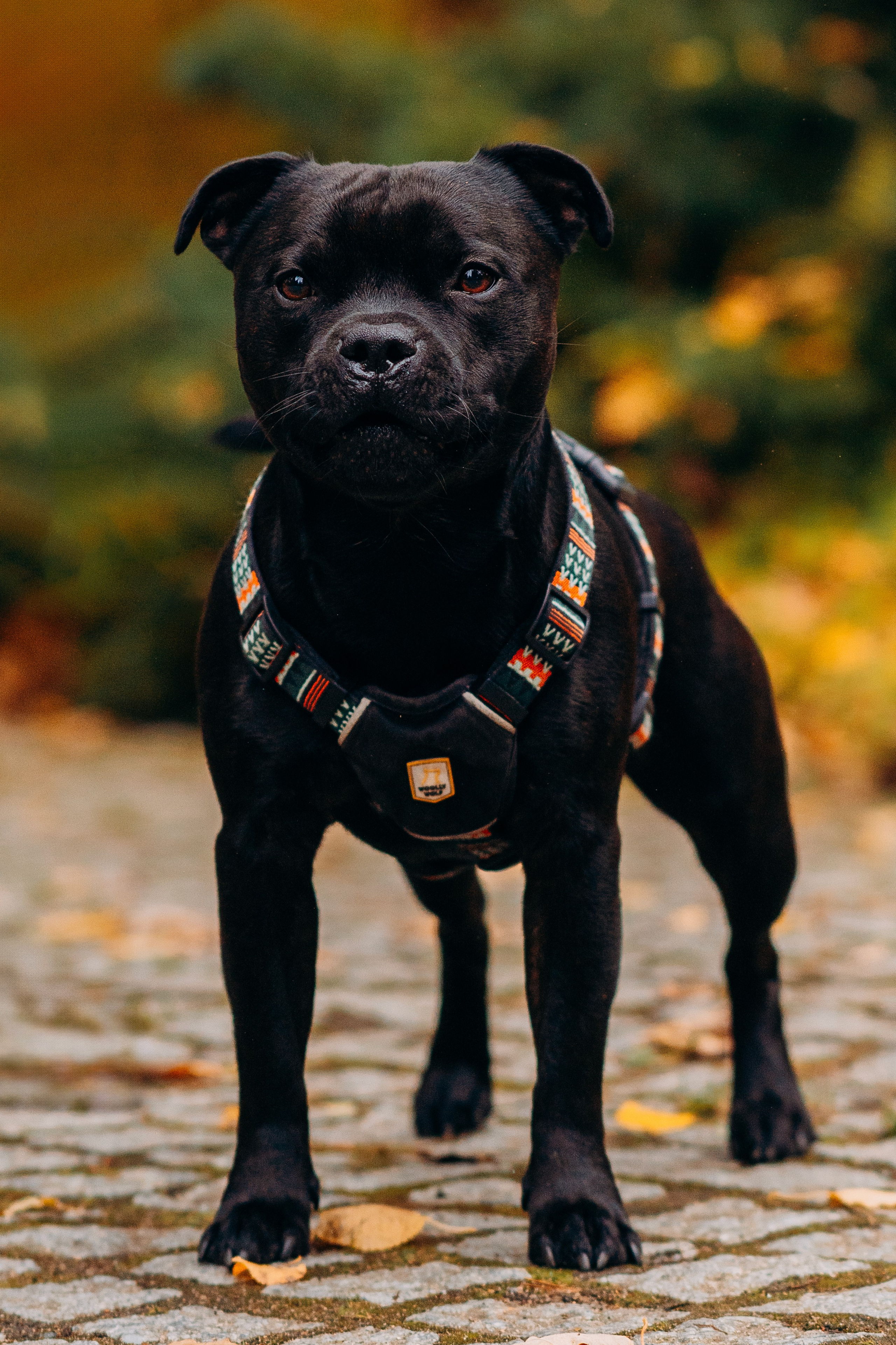 Staffordshire Bull Terriers Meetup. Kat Laisaar — Pet photographer in Tallinn
