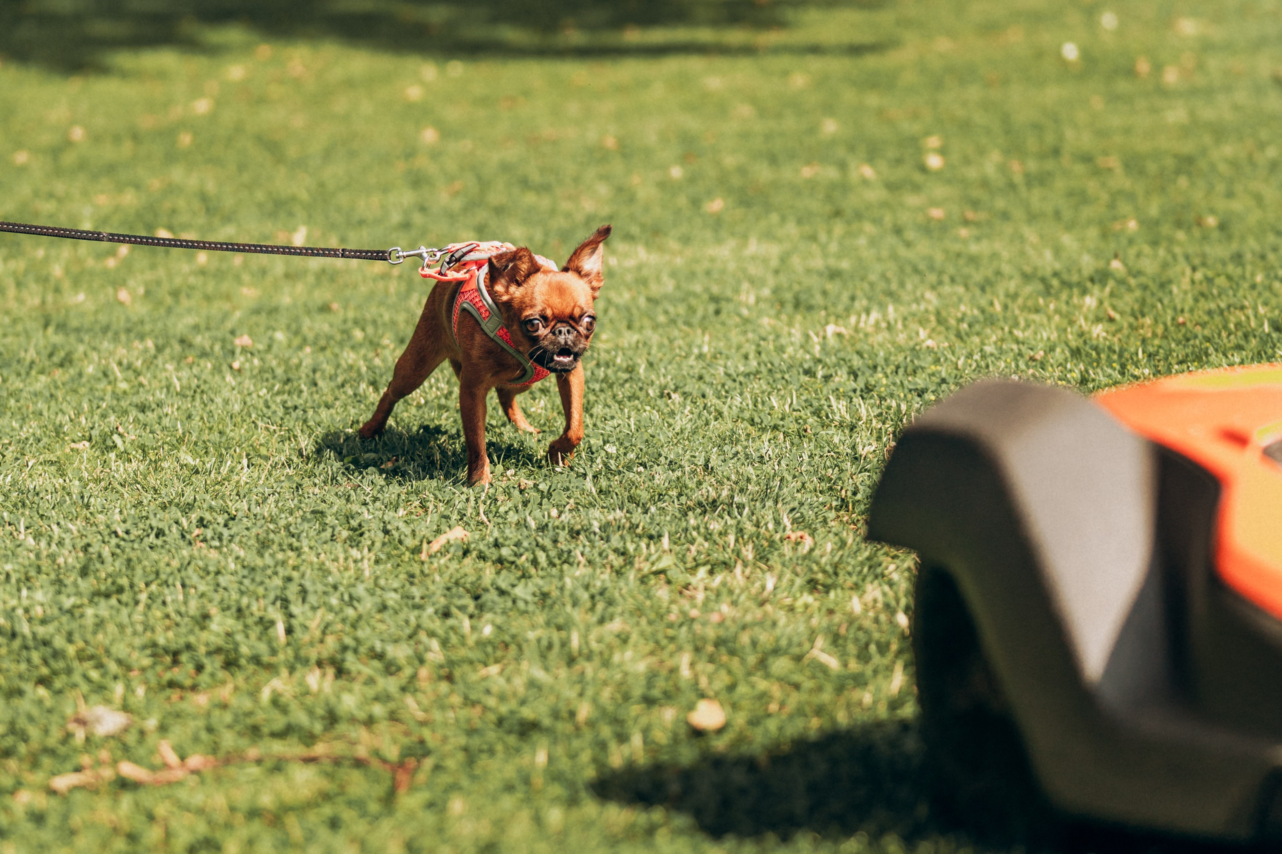 Natalia, Janik, Nusha & Betty. Фотограф-анималист в Таллинне, Катя Лайсаар