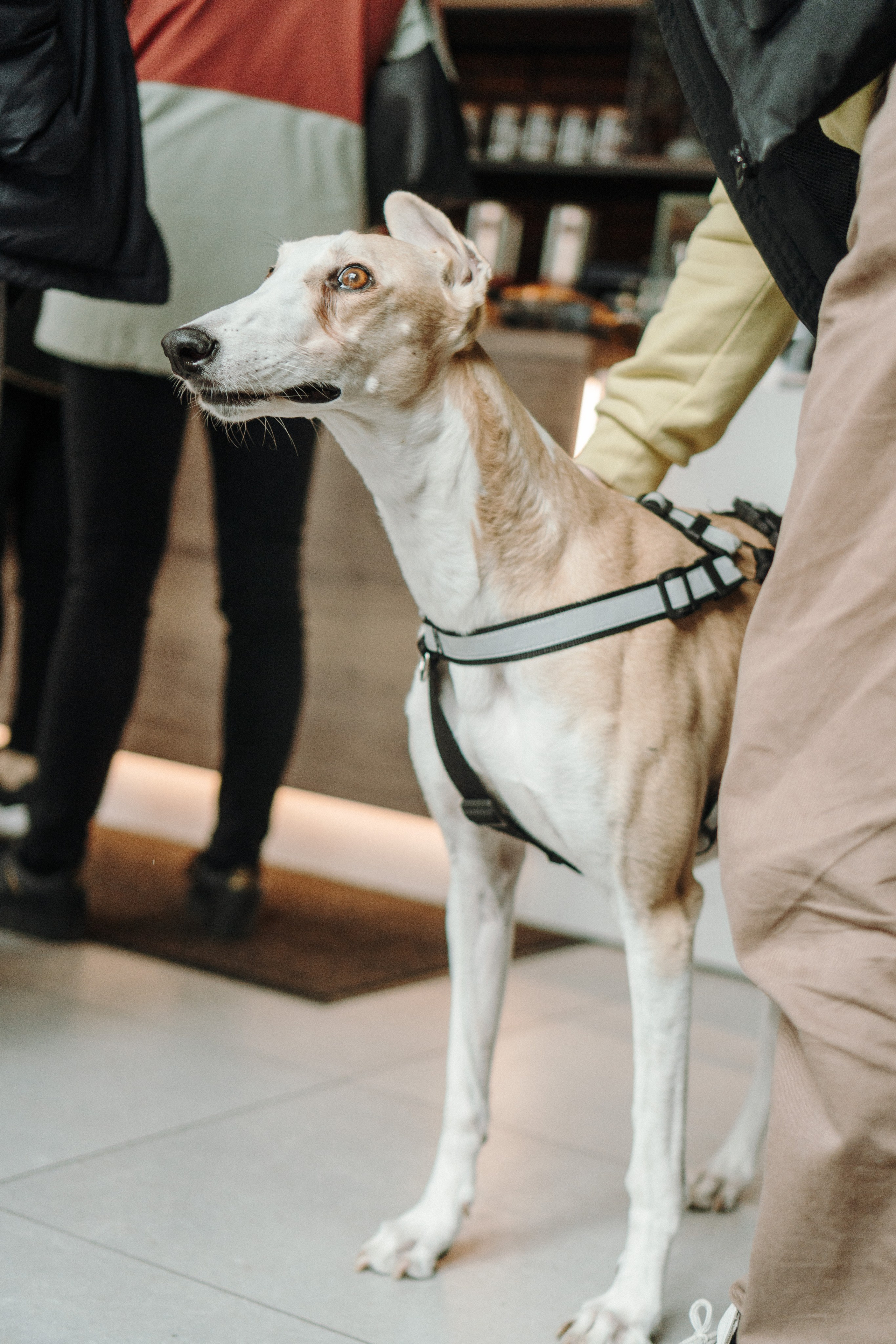 GalgoTreff / Mia Pagar 1 may, 2025. Kat Laisaar — Pet photographer in Tallinn