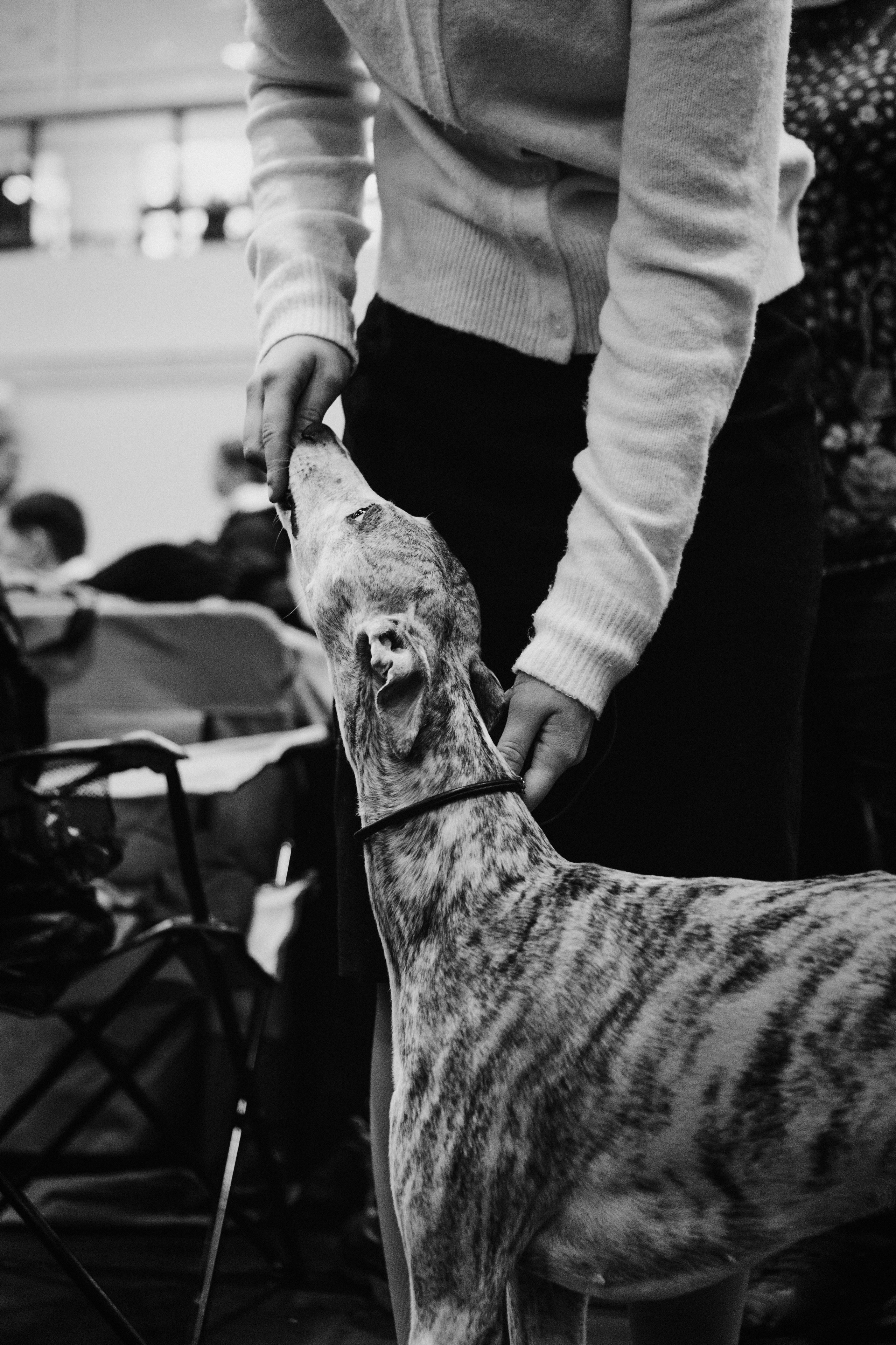 Pärnu dog weekend photo report. Kat Laisaar — Pet photographer in Tallinn