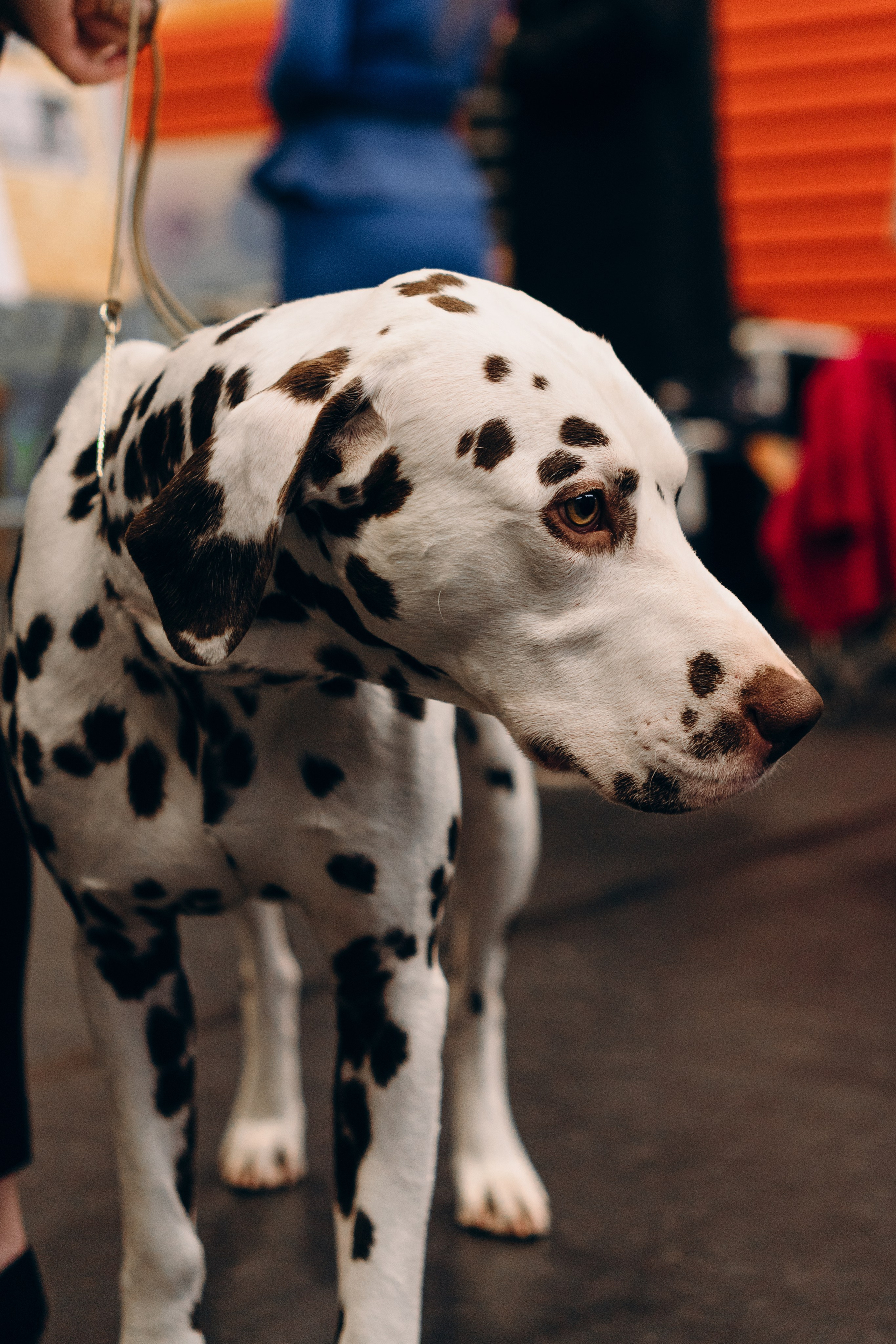 Pärnu dog weekend photo report. Kat Laisaar — Pet photographer in Tallinn