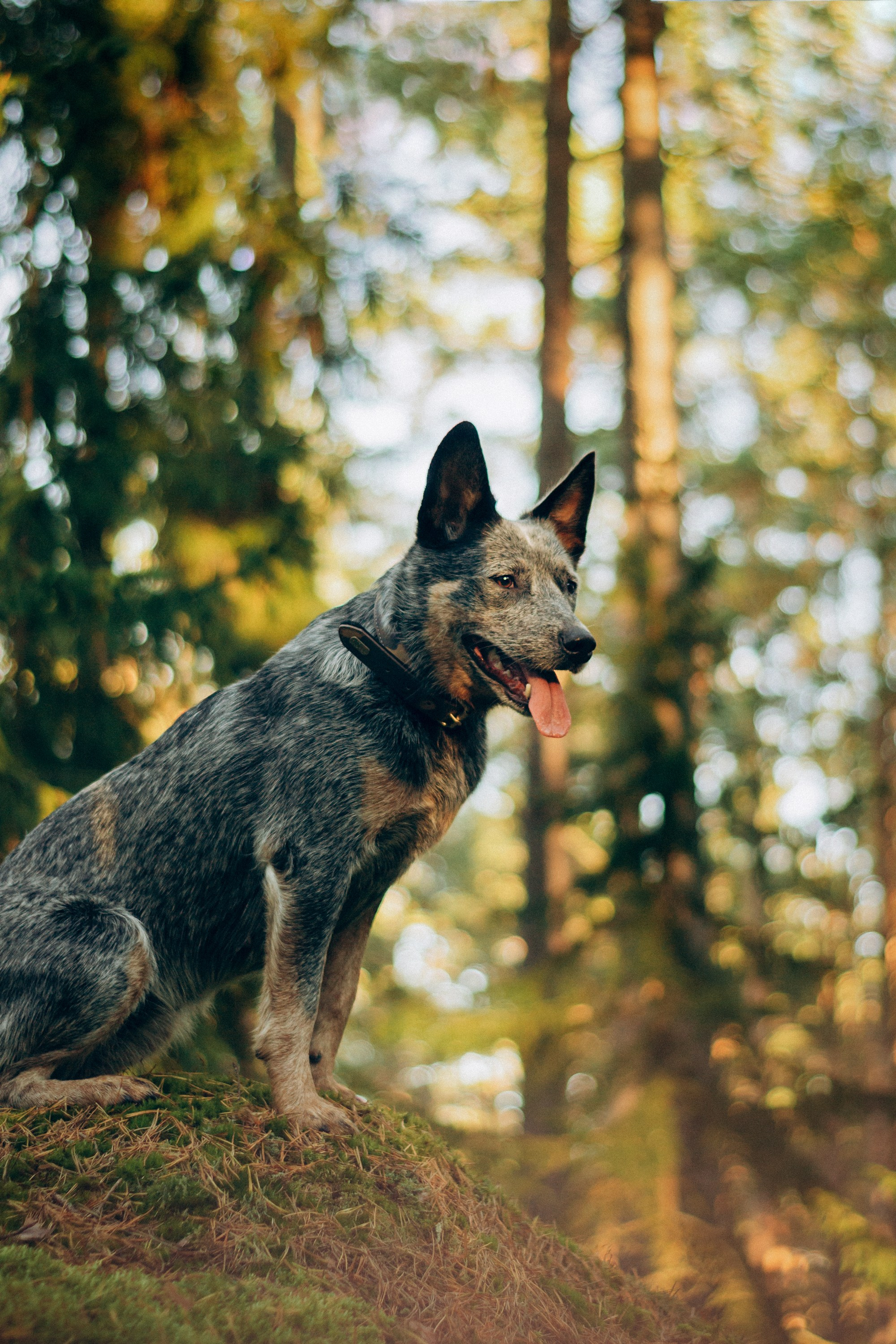 Polina and her Dakota, Blue Heeler. Kat Laisaar — Pet photographer in Tallinn