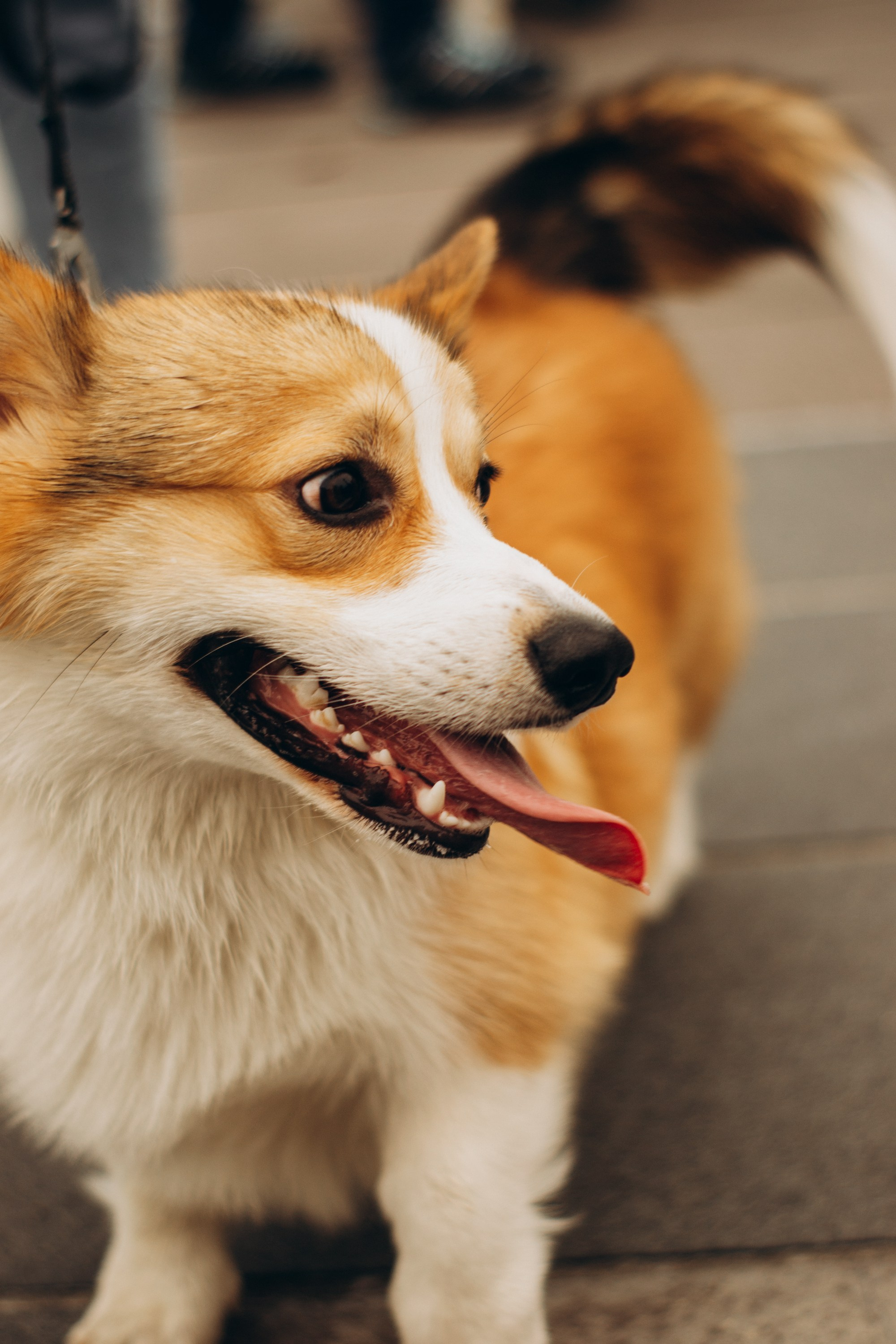 Corgi party, september. Kat Laisaar — Pet photographer in Tallinn