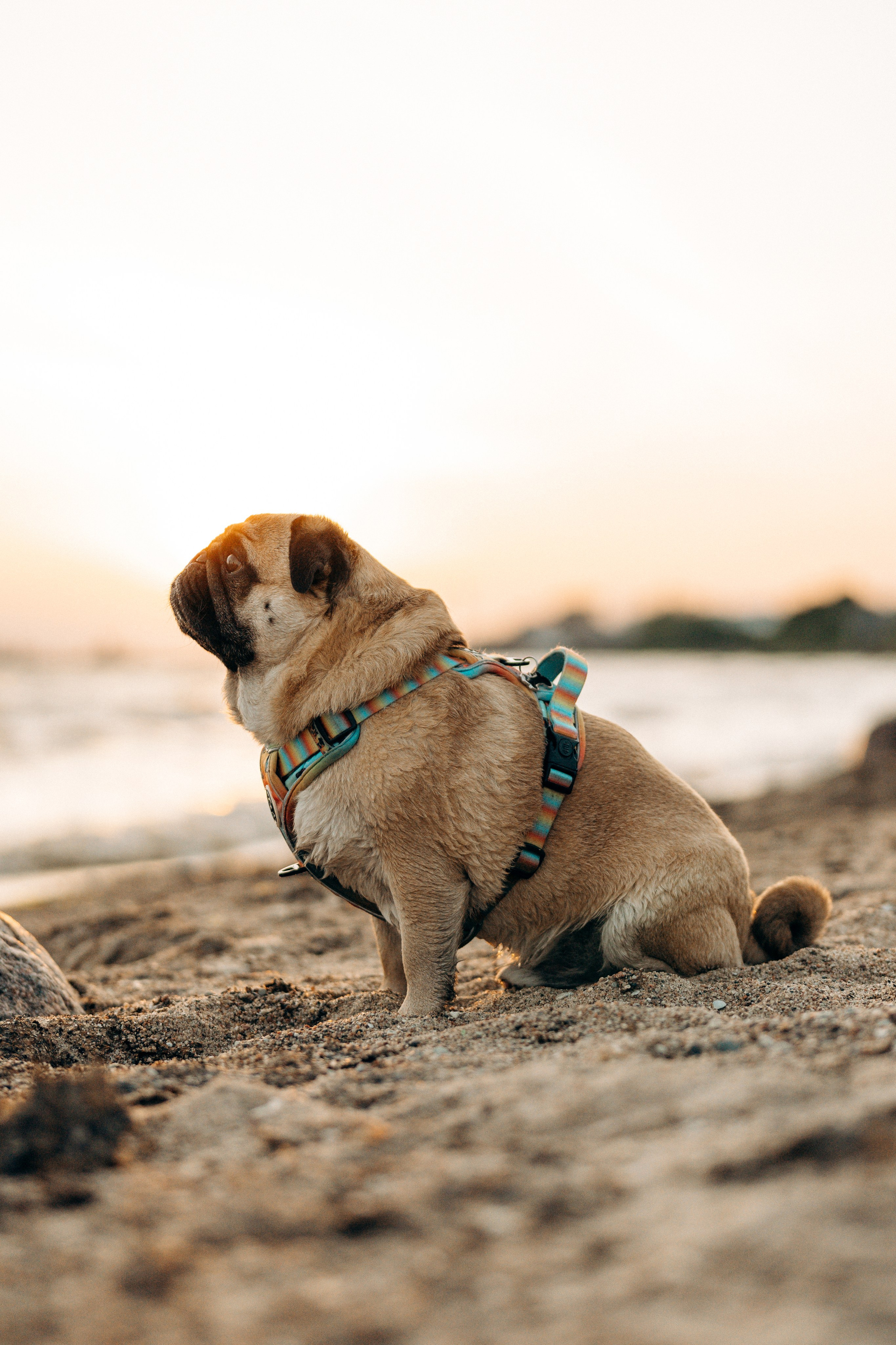 Frank, Tony, Katerina & Lev. Kat Laisaar — Pet photographer in Tallinn