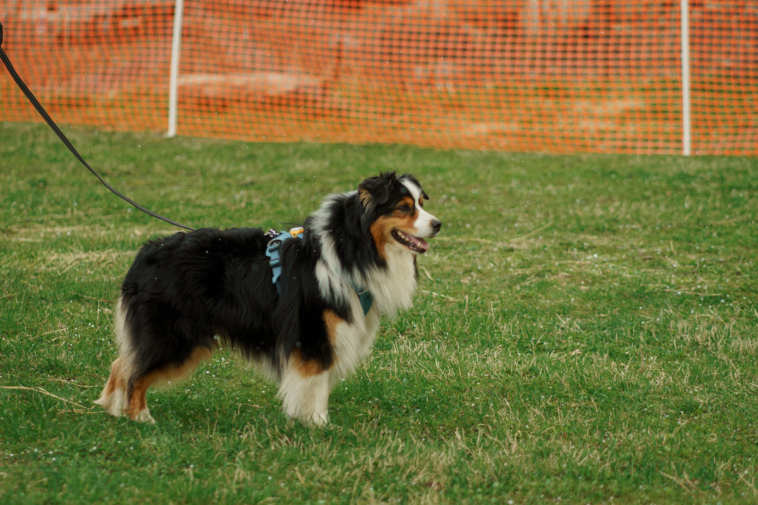 Herding Days, 26 apr. 2025. Kat Laisaar — Pet photographer in Tallinn