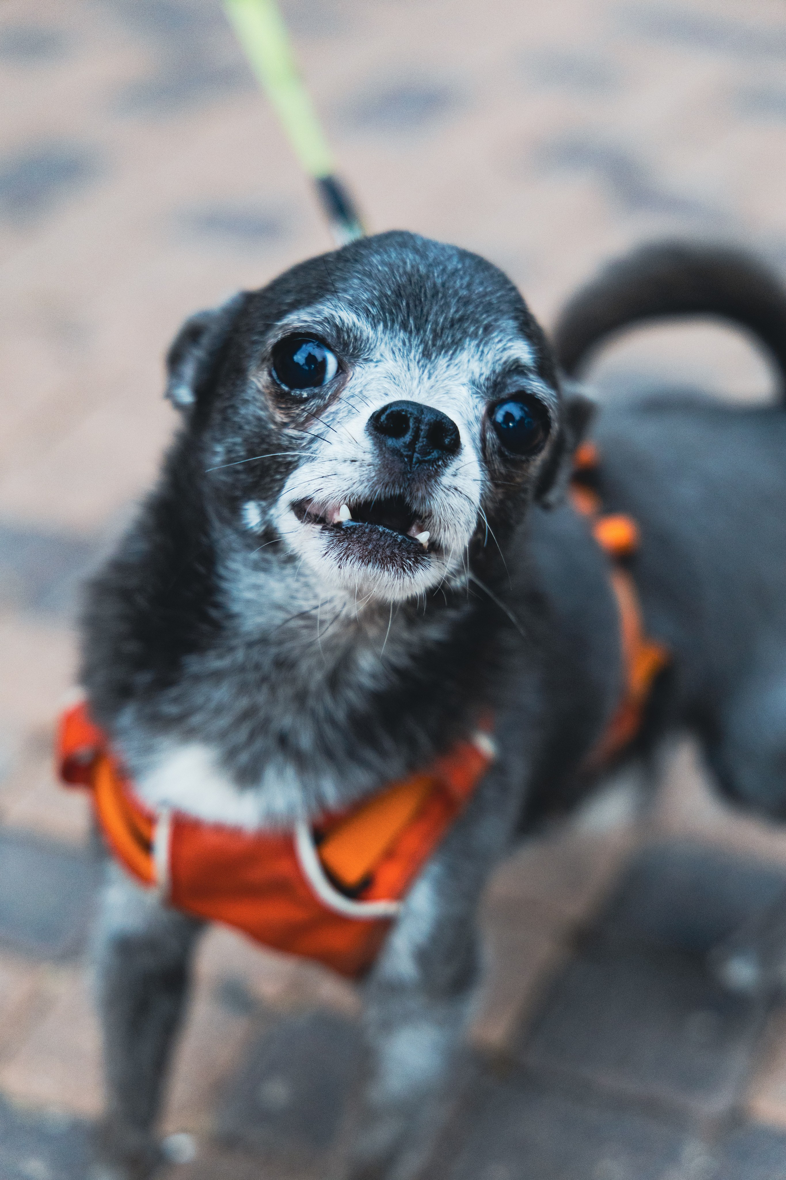 Семейная. Photo__Vladi