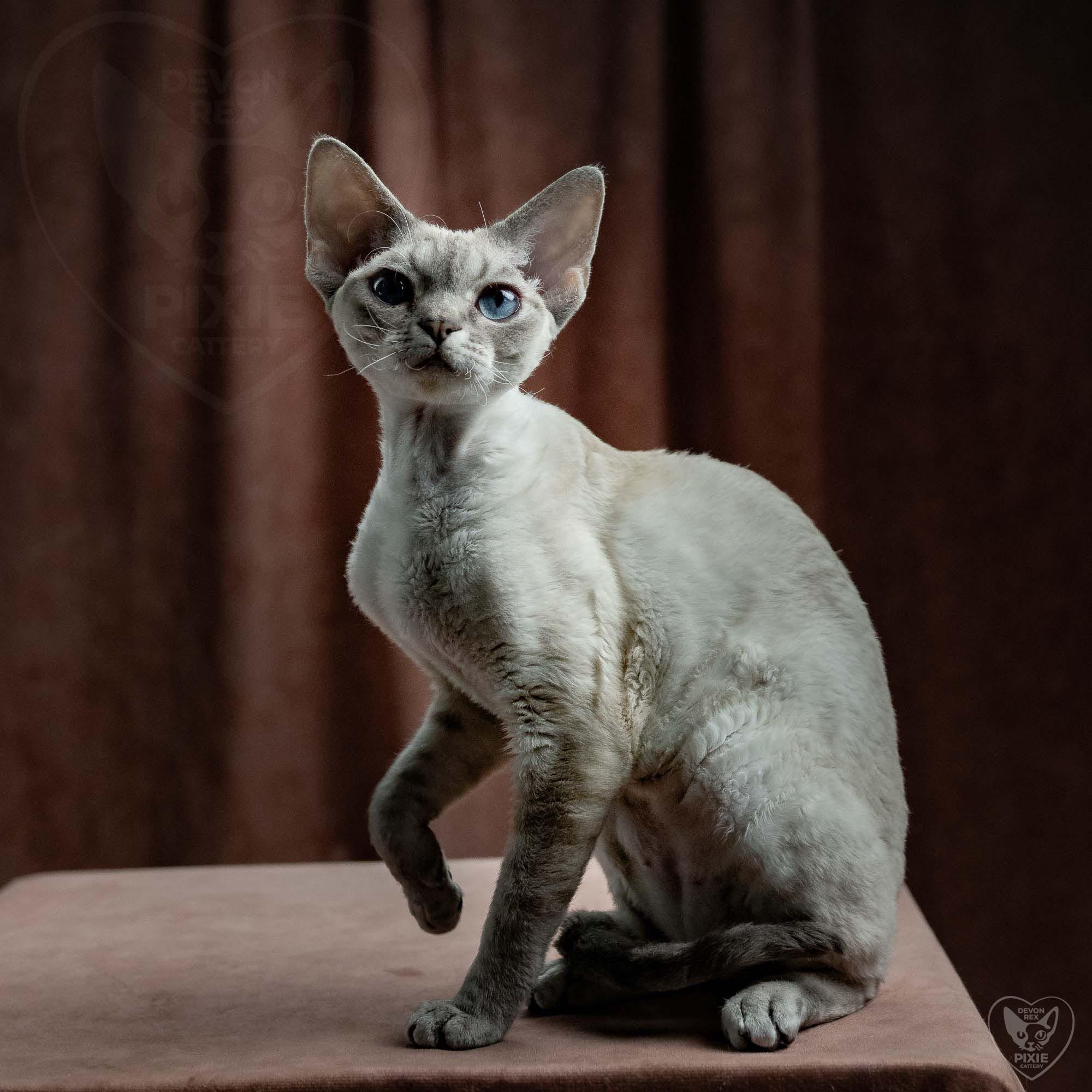 Fuji. Devon Rex Pixie Cattery