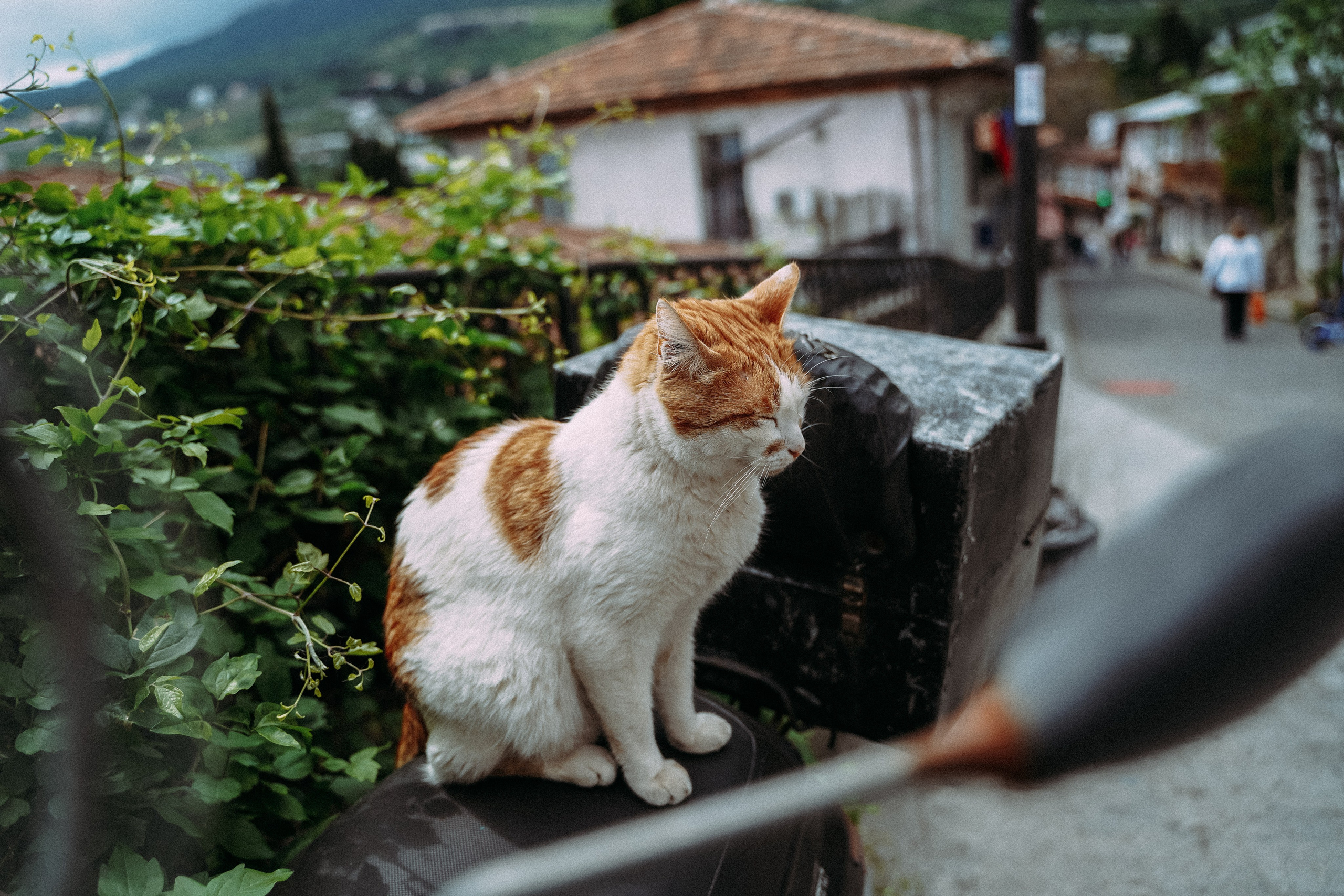 Кот шпедингера. Стрит-фотография, полная абсурда, идиотизма и красоты