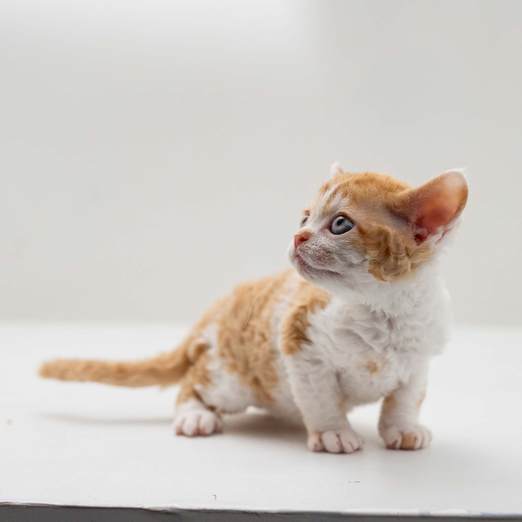 Gary,  boy, born on 01.18.25. Devon Rex Pixie Cattery