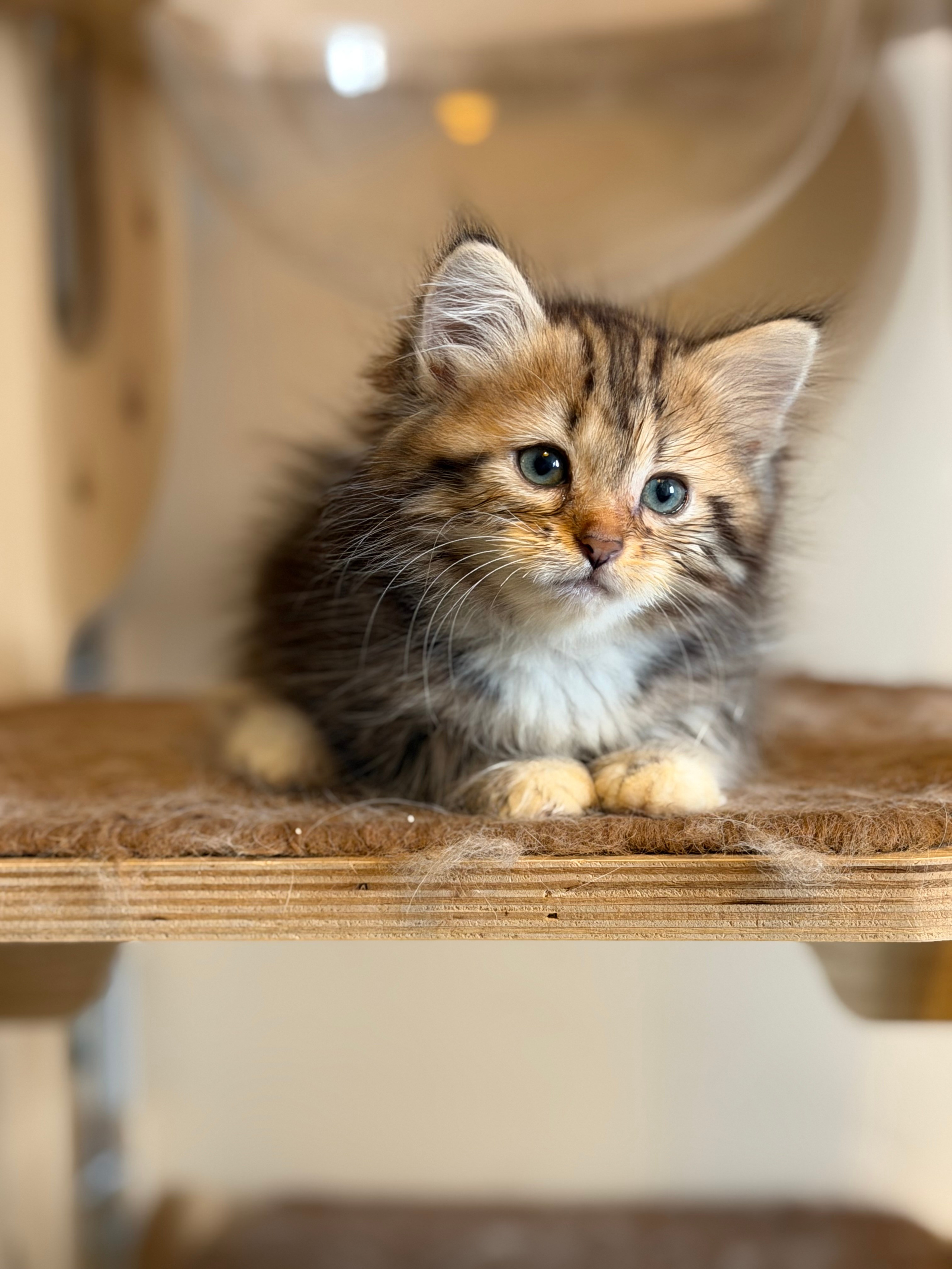 Danielle - Brown Tabby & White Female