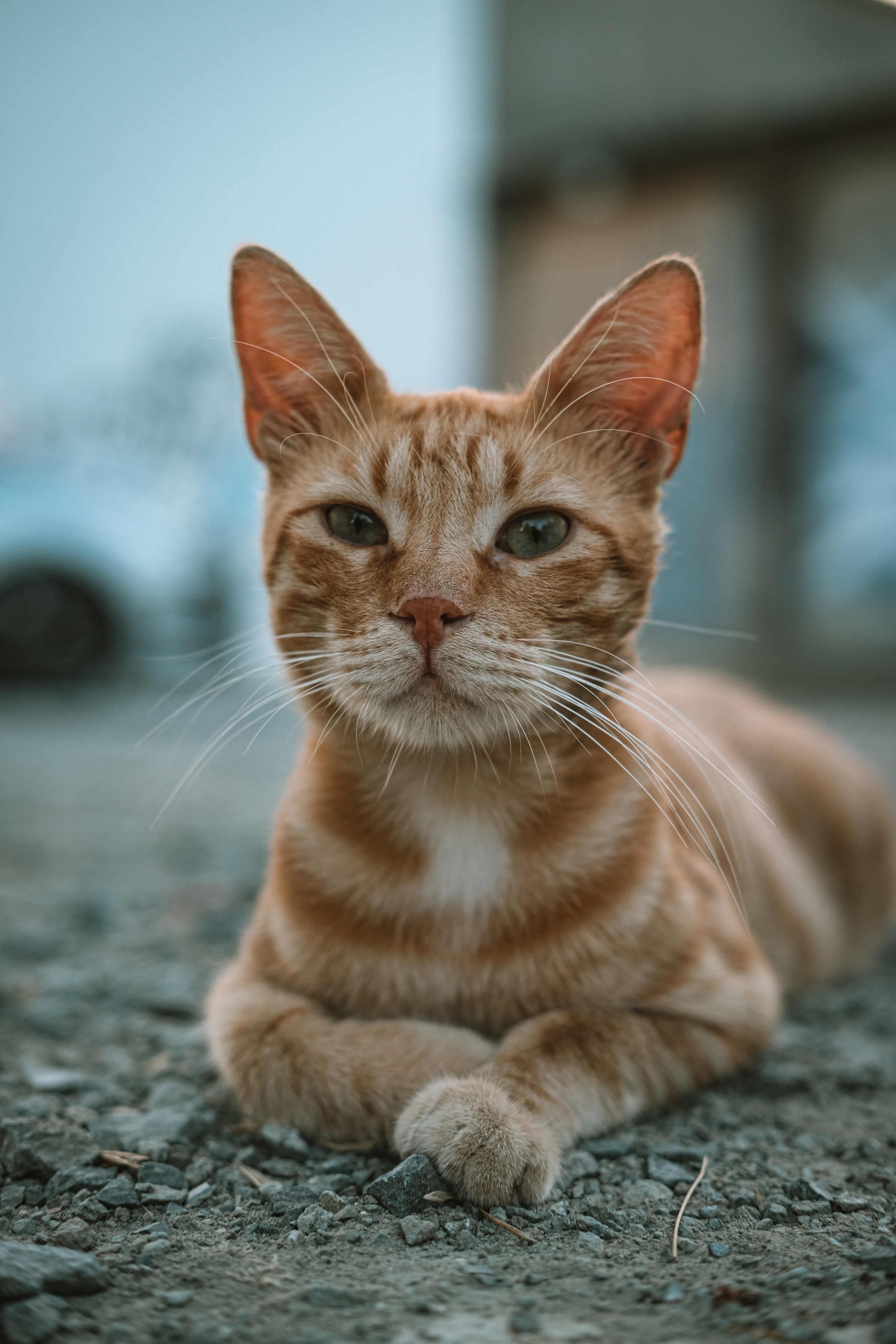 Red Stray Cat in Limassol | Cyprus | YuKo Photography