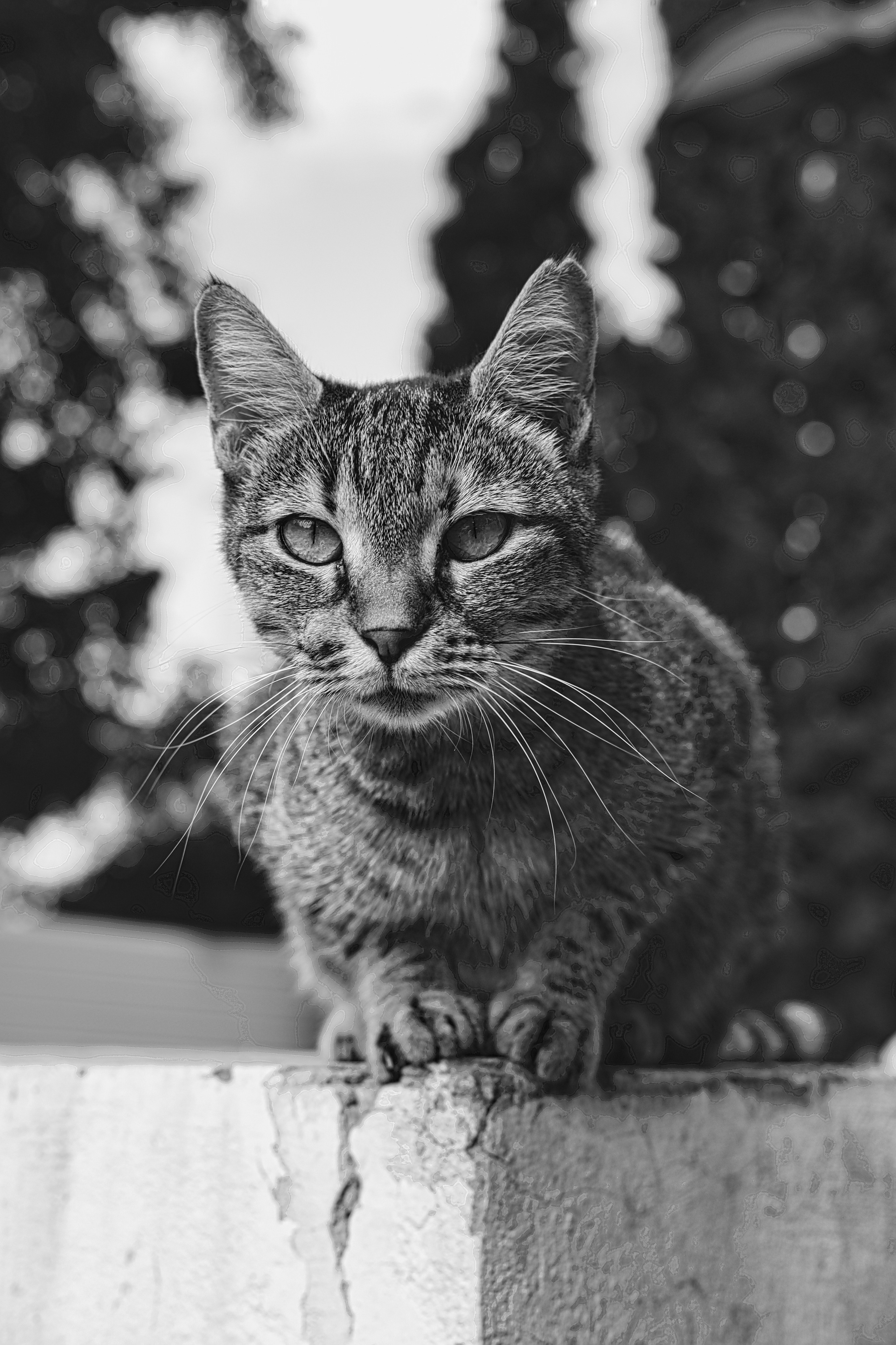 Stray cats in Black & White Photos | YuKo Photography | Street Cats. 中国街头摄影 | The Streets of China Through My Eyes | 深圳