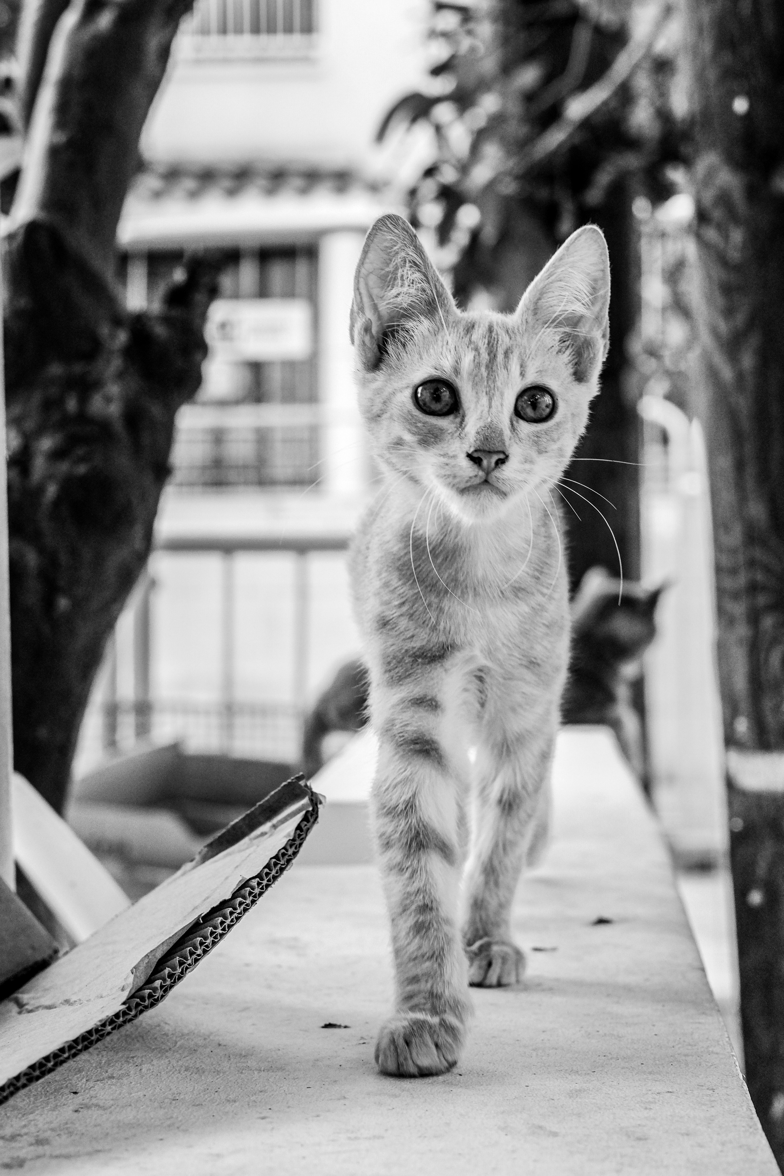 Stray cats in Black & White Photos | YuKo Photography | Street Cats. 中国街头摄影 | The Streets of China Through My Eyes | 深圳