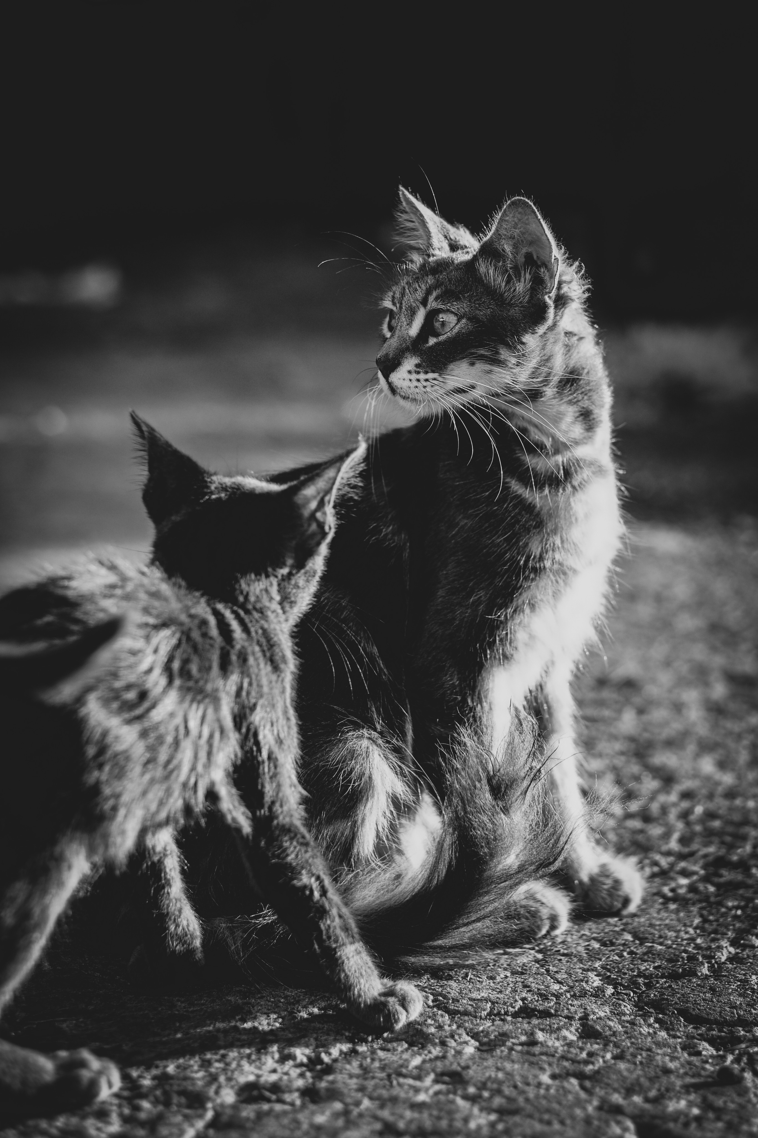 Stray cats in Black & White Photos | YuKo Photography | Street Cats. 中国街头摄影 | The Streets of China Through My Eyes | 深圳
