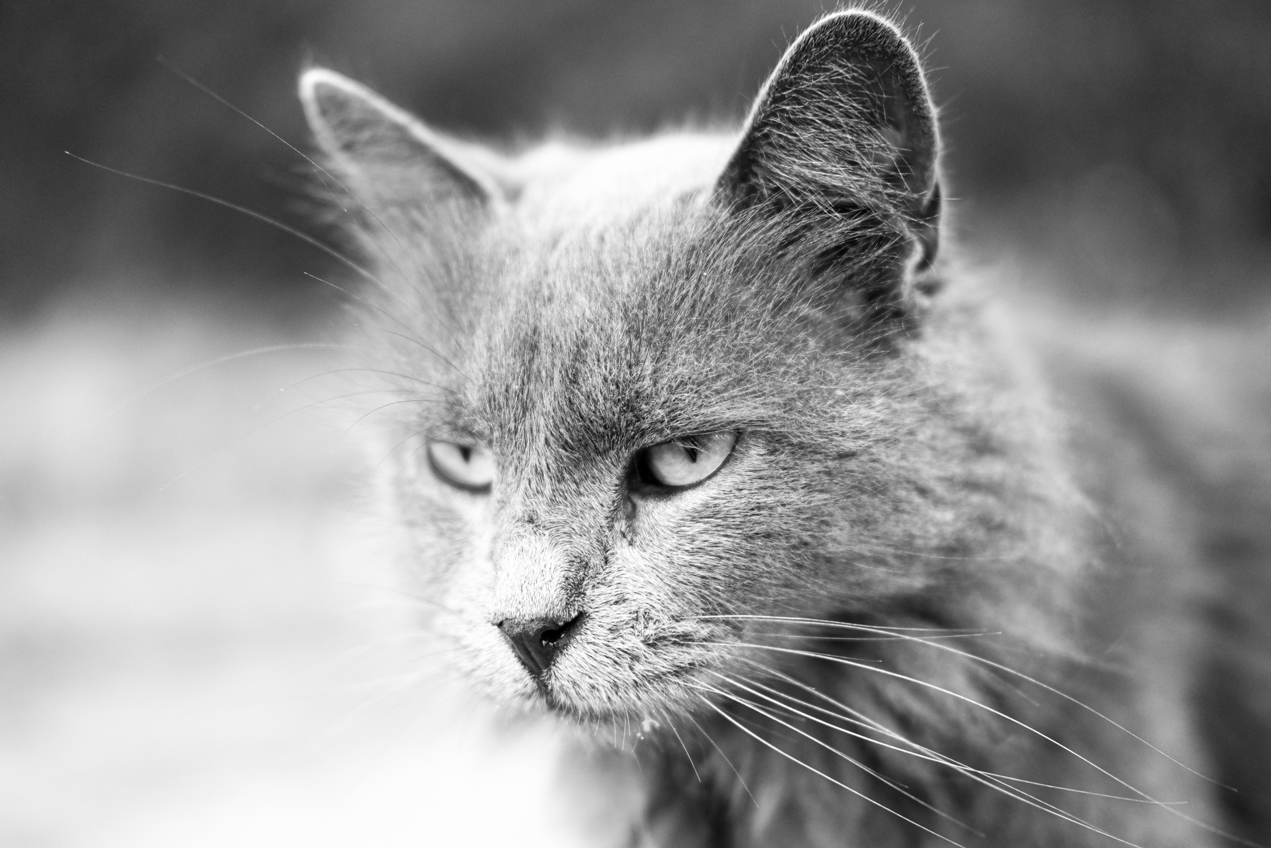 Stray cats in Black & White Photos | YuKo Photography | Street Cats. 中国街头摄影 | The Streets of China Through My Eyes | 深圳