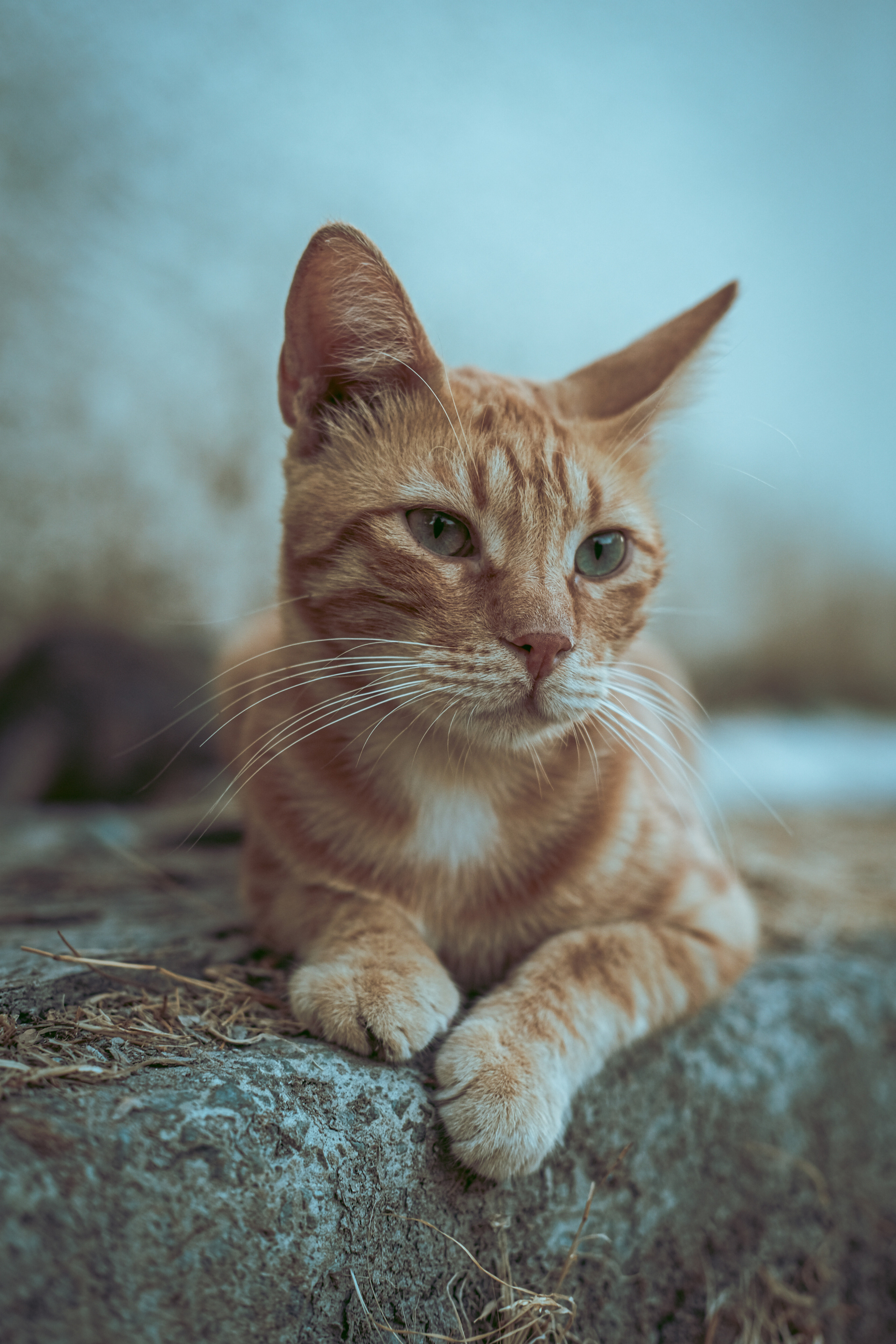 Red Stray Cat in Limassol | Cyprus | YuKo Photography
