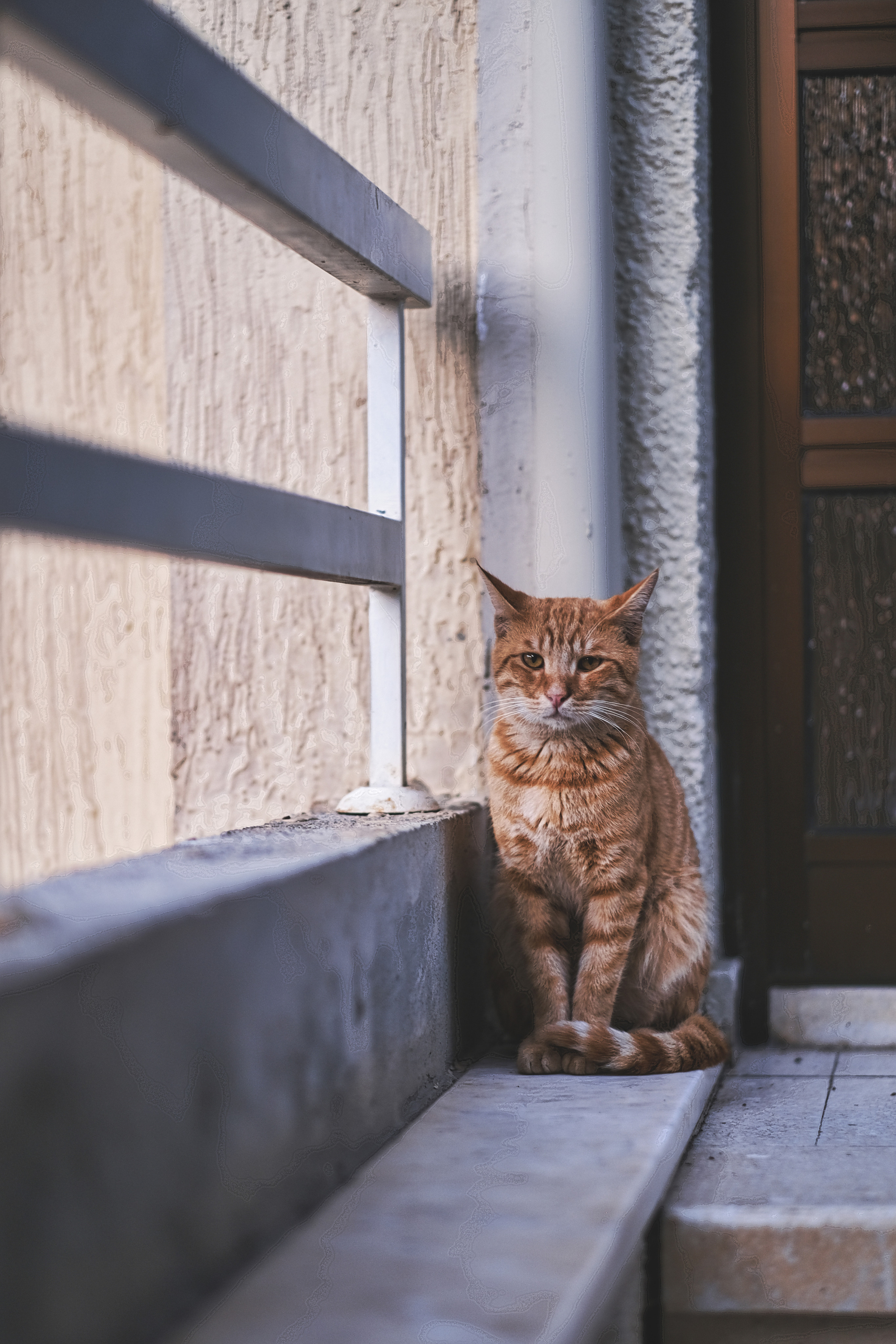Stray Red Cat in Limassol | Cyprus | Yuko Photography | YuKo Photography