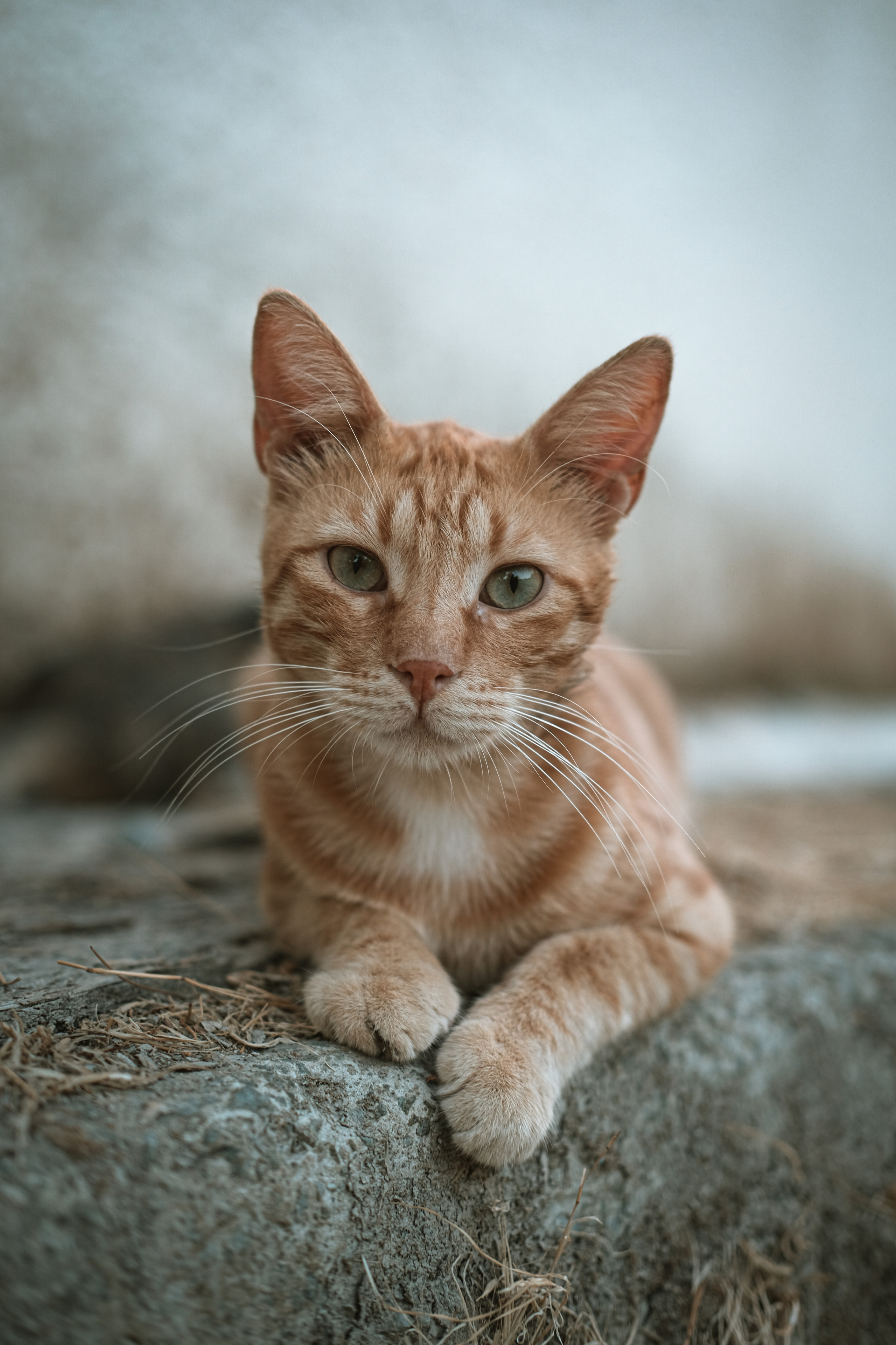 Red Stray Cat | Limassol | Cyprus | Yuko Photography
