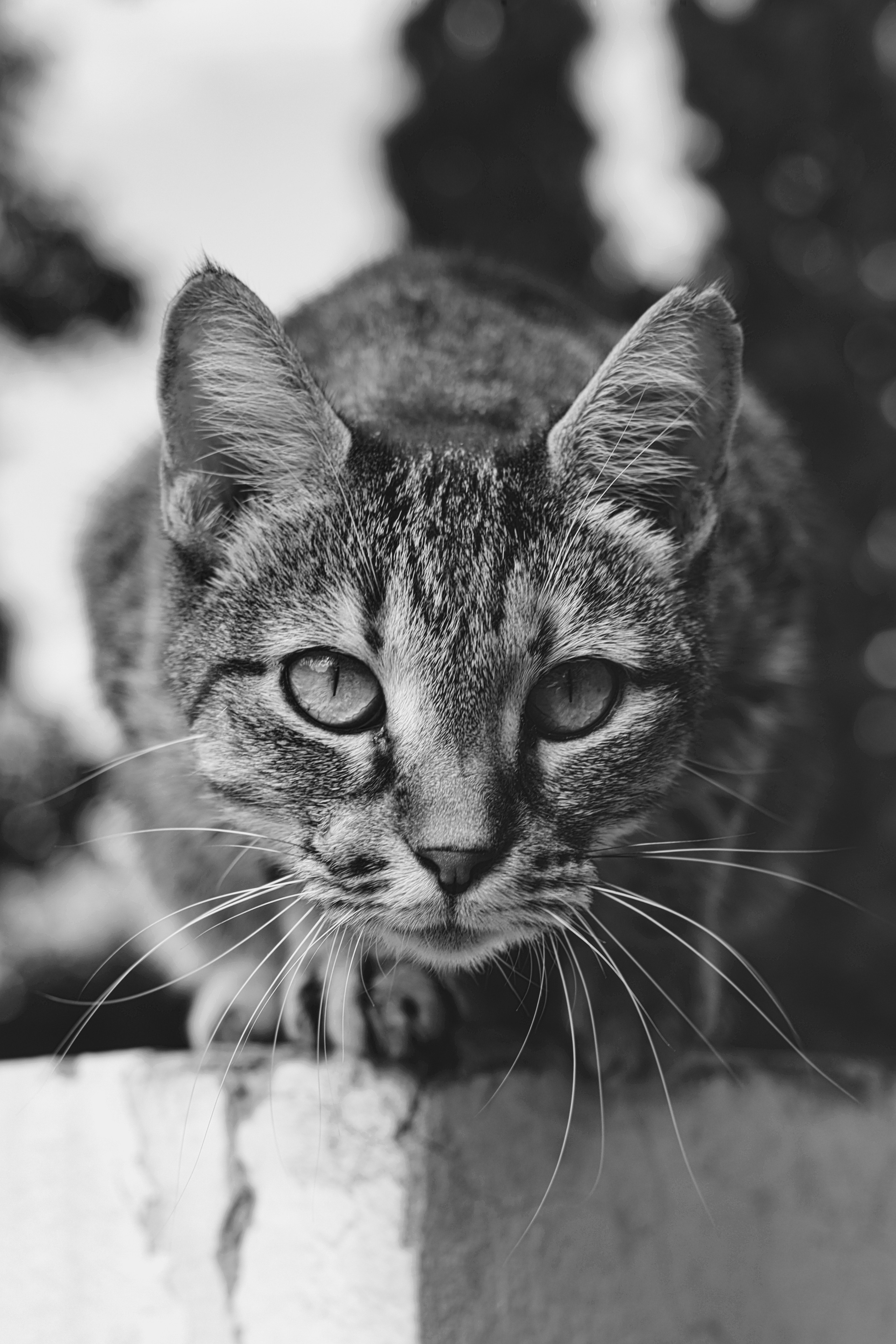 Stray Cat in Cyprus | Street Photography Cyprus