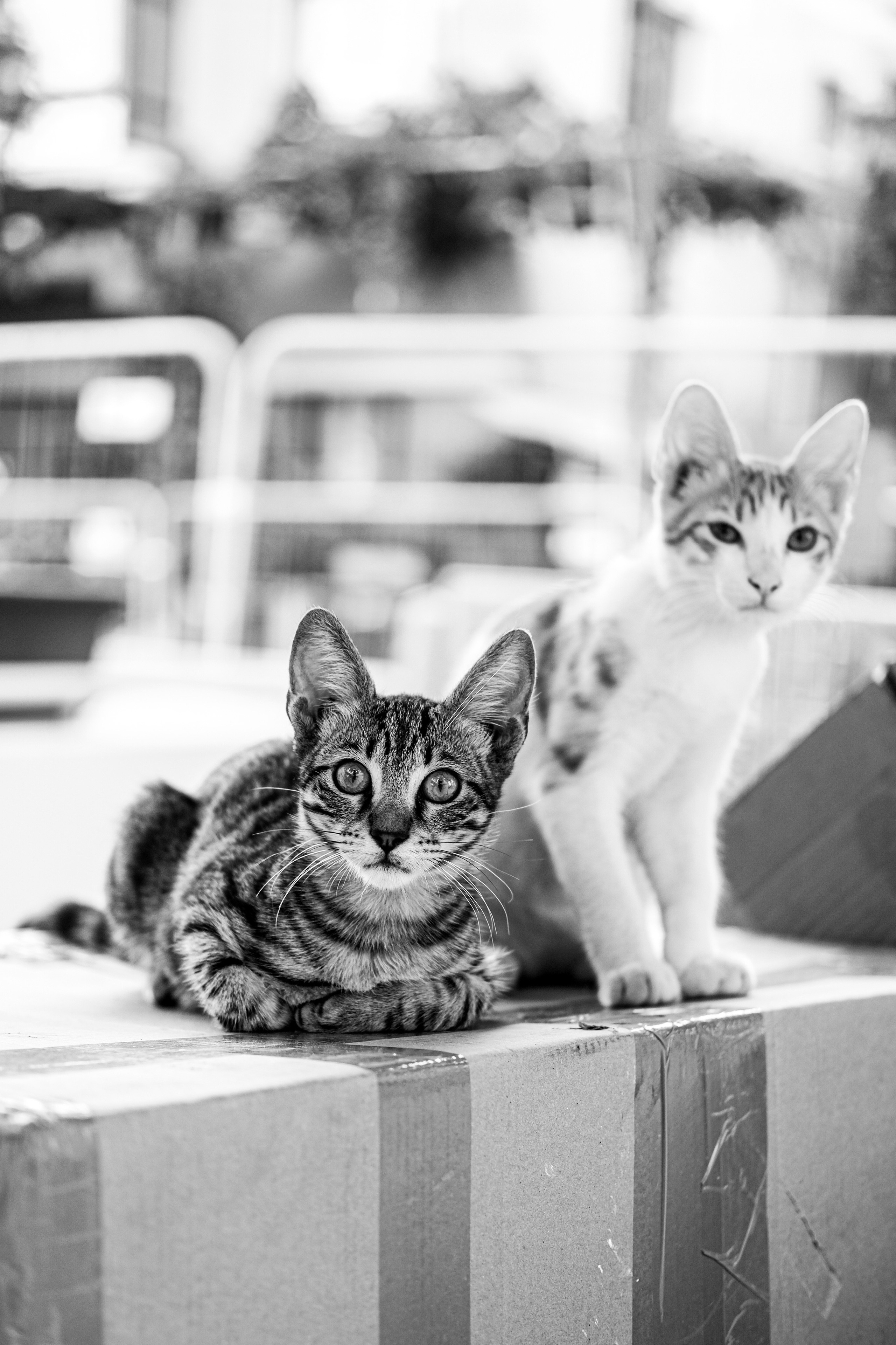 Stray cats in Black & White Photos | YuKo Photography | Street Cats. 中国街头摄影 | The Streets of China Through My Eyes | 深圳
