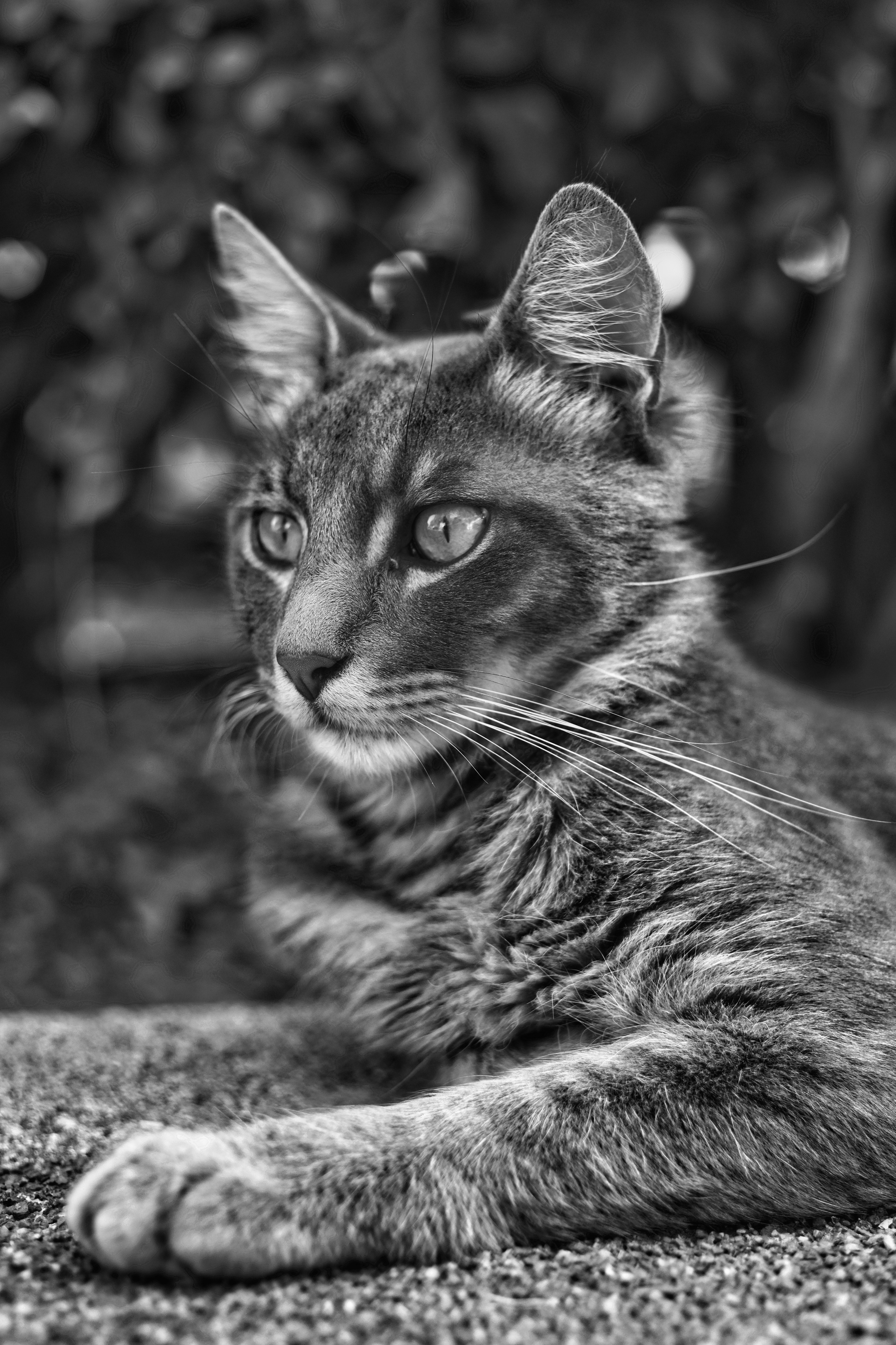 Stray cats in Black & White Photos | YuKo Photography | Street Cats. 中国街头摄影 | The Streets of China Through My Eyes | 深圳