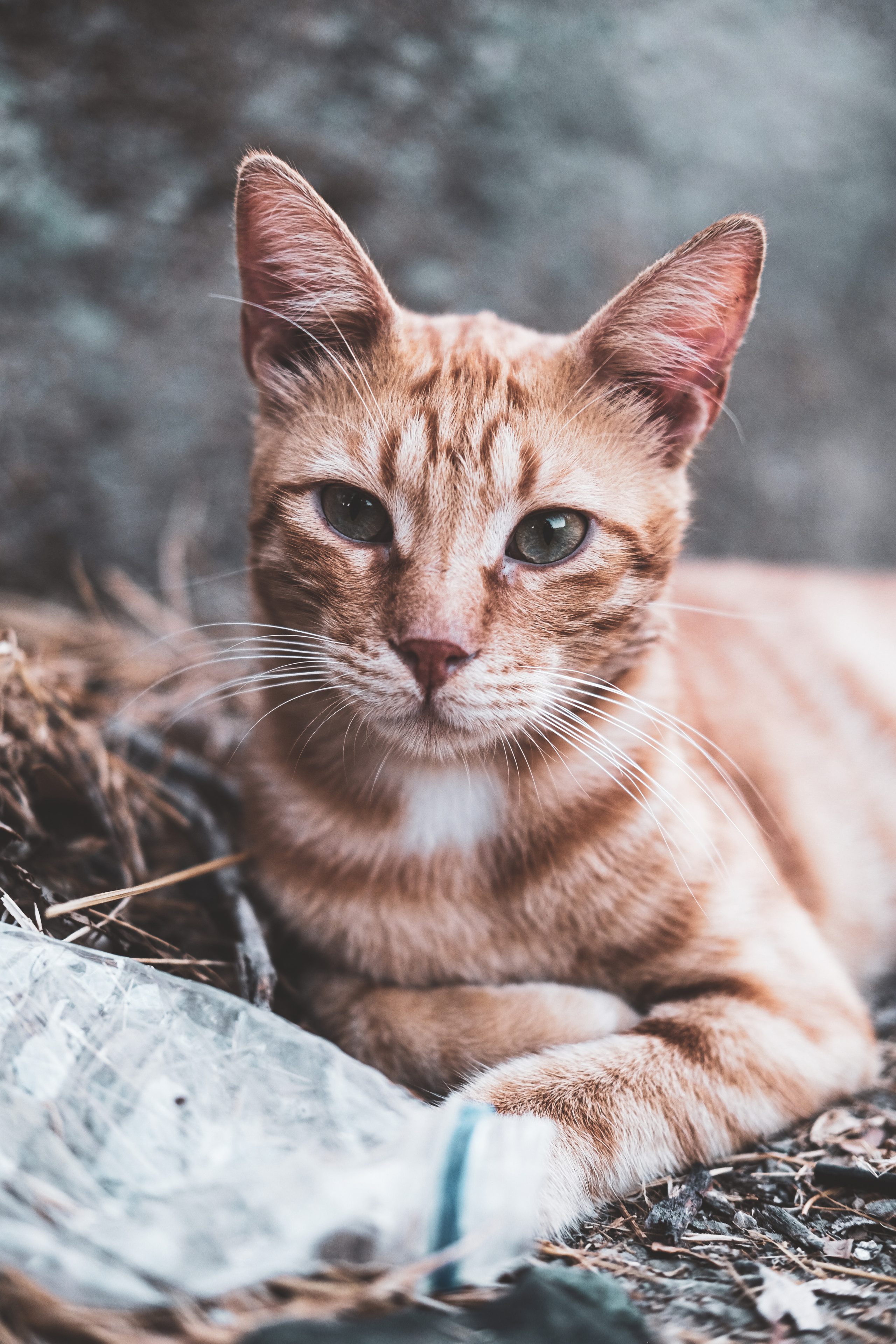 Stray Cat | Limassol | Cyprus | YuKo Photography