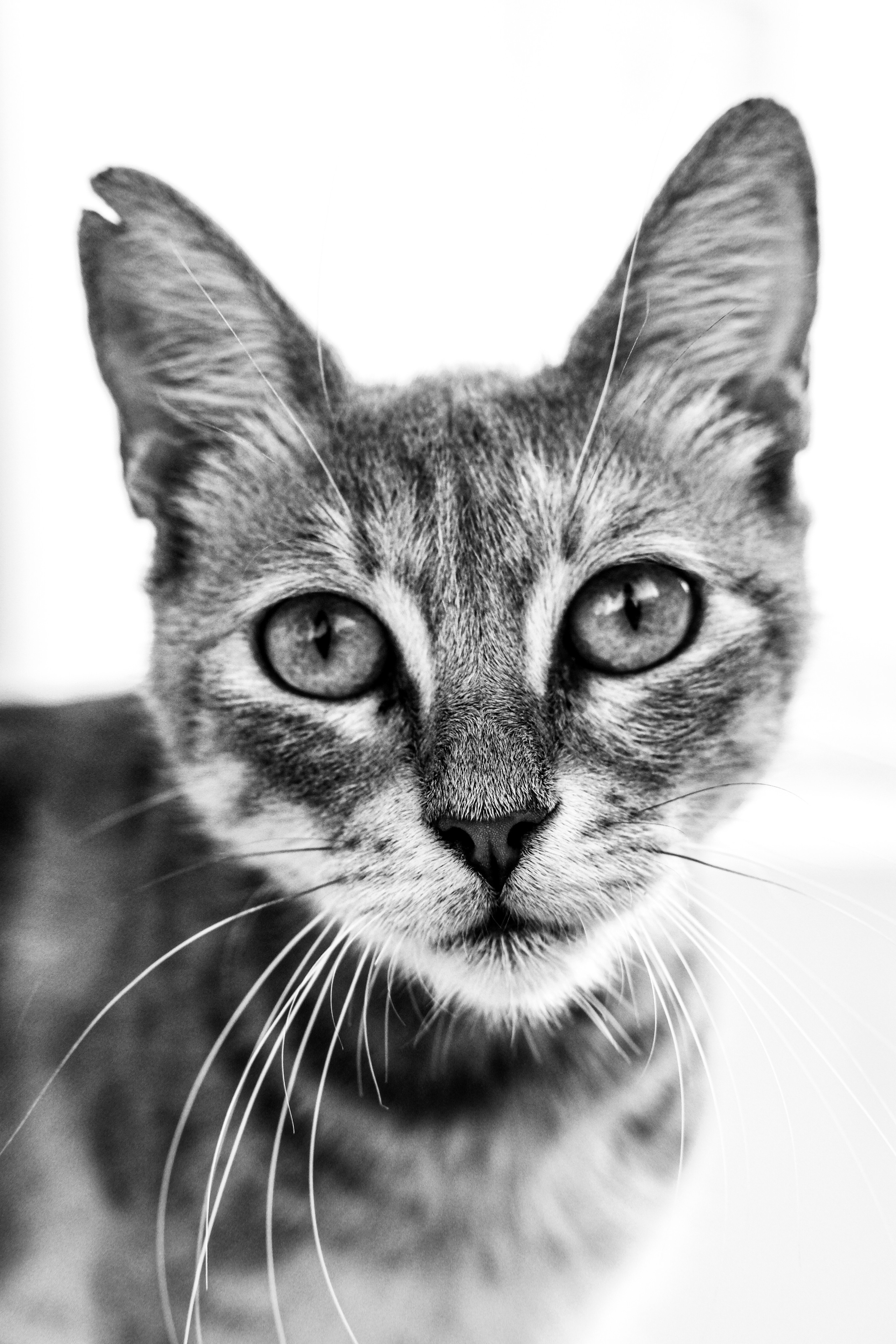 Portrait | Cat in Black and White Photography | Limassol | Cyprus