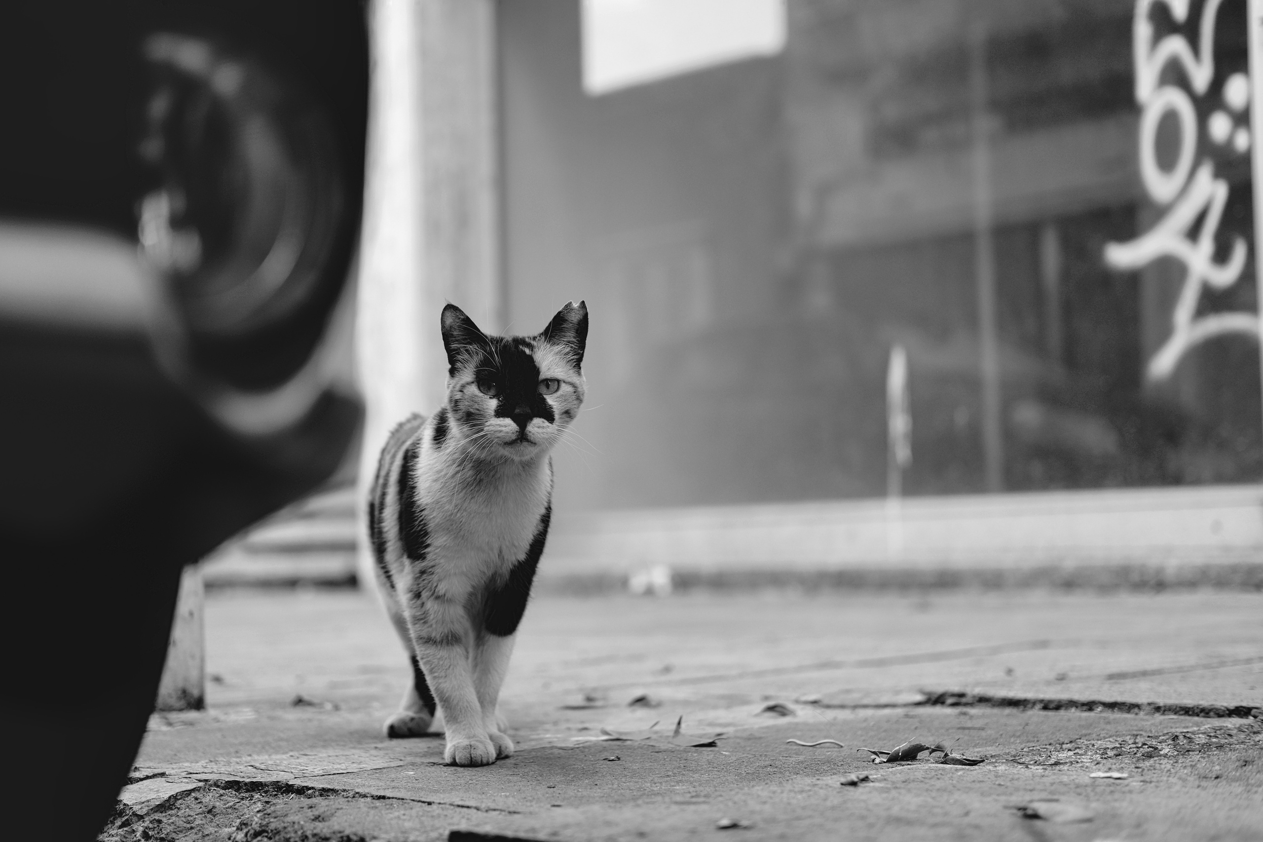 Stray cats in Black & White Photos | YuKo Photography | Street Cats. 中国街头摄影 | The Streets of China Through My Eyes | 深圳