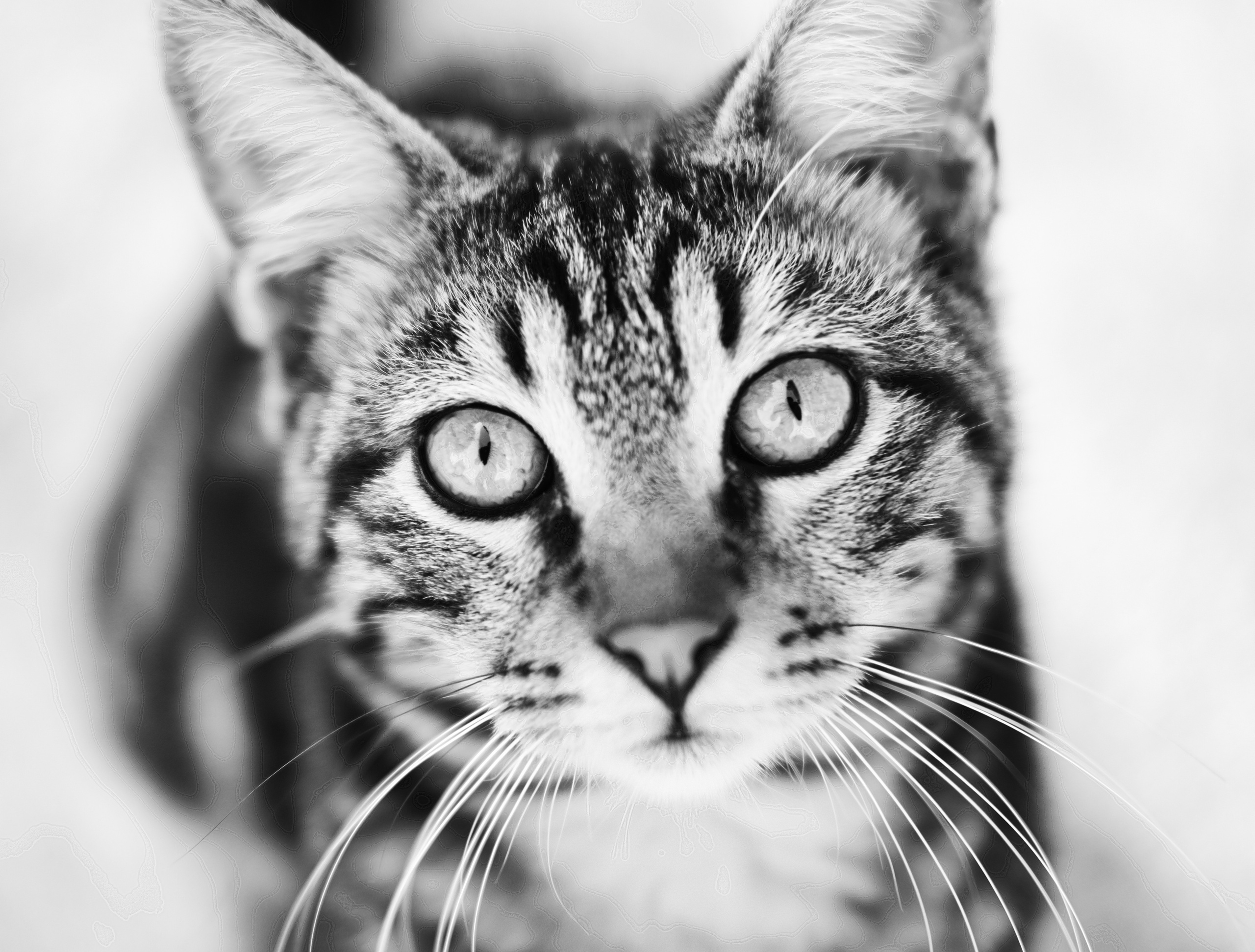 Stray cats in Black & White Photos | YuKo Photography | Street Cats. 中国街头摄影 | The Streets of China Through My Eyes | 深圳