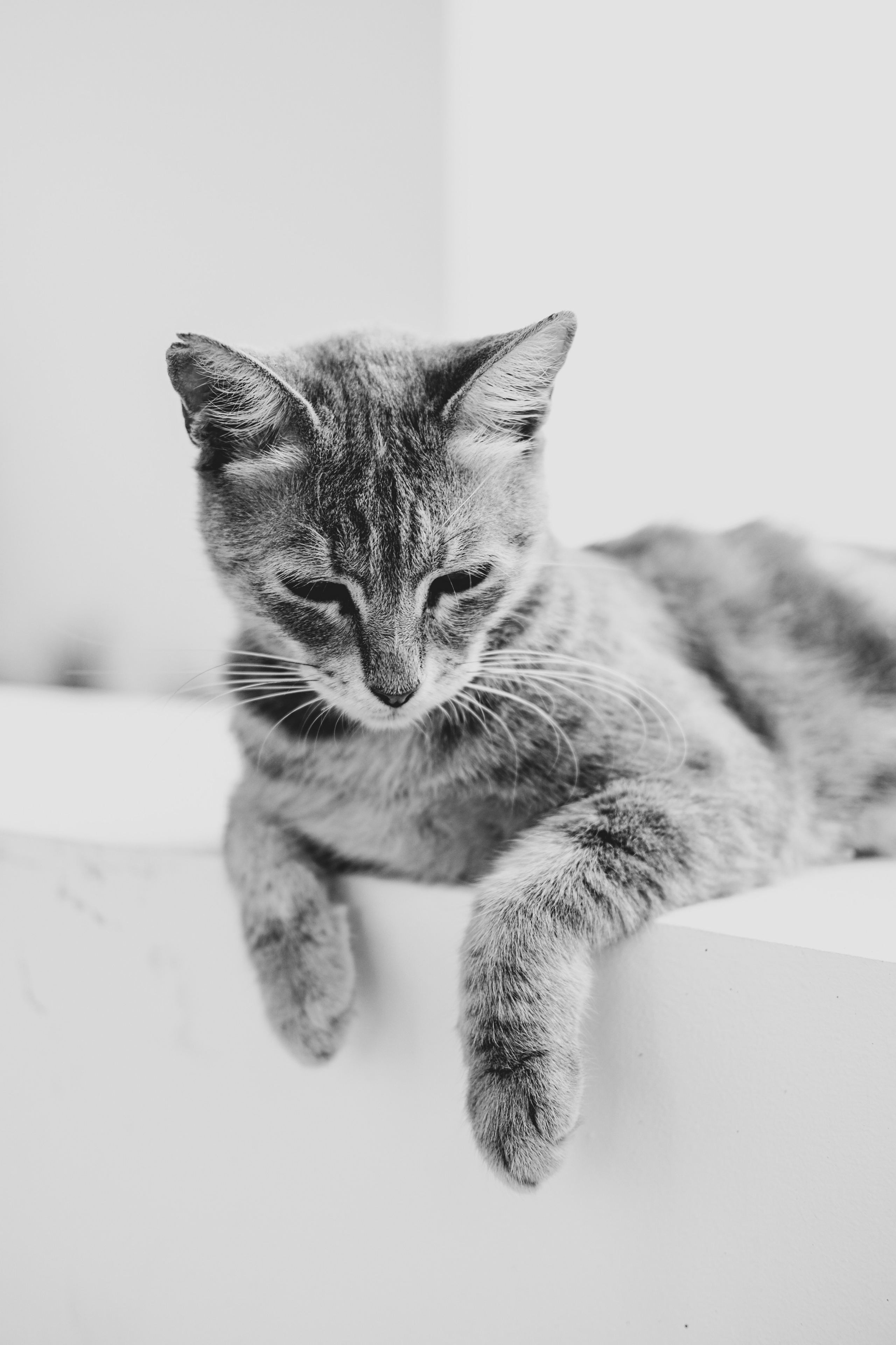 Stray cats in Black & White Photos | YuKo Photography | Street Cats. 中国街头摄影 | The Streets of China Through My Eyes | 深圳