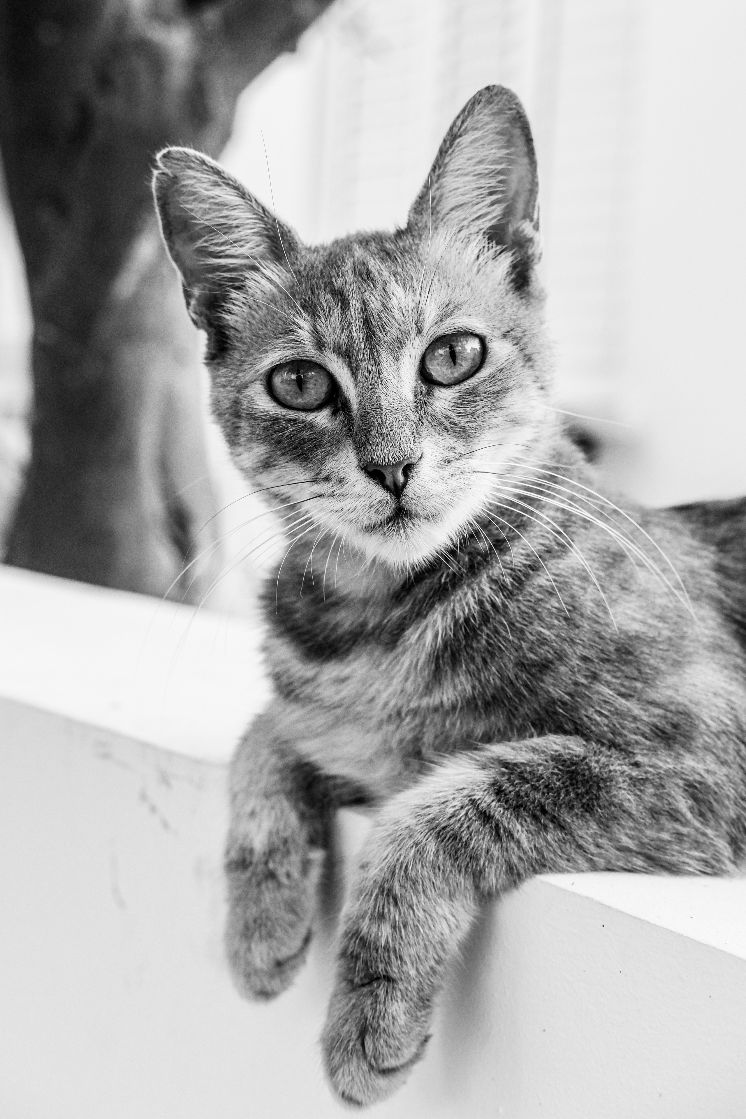 Relaxing | Cat in Black and White Photography | Limassol | Cyprus
