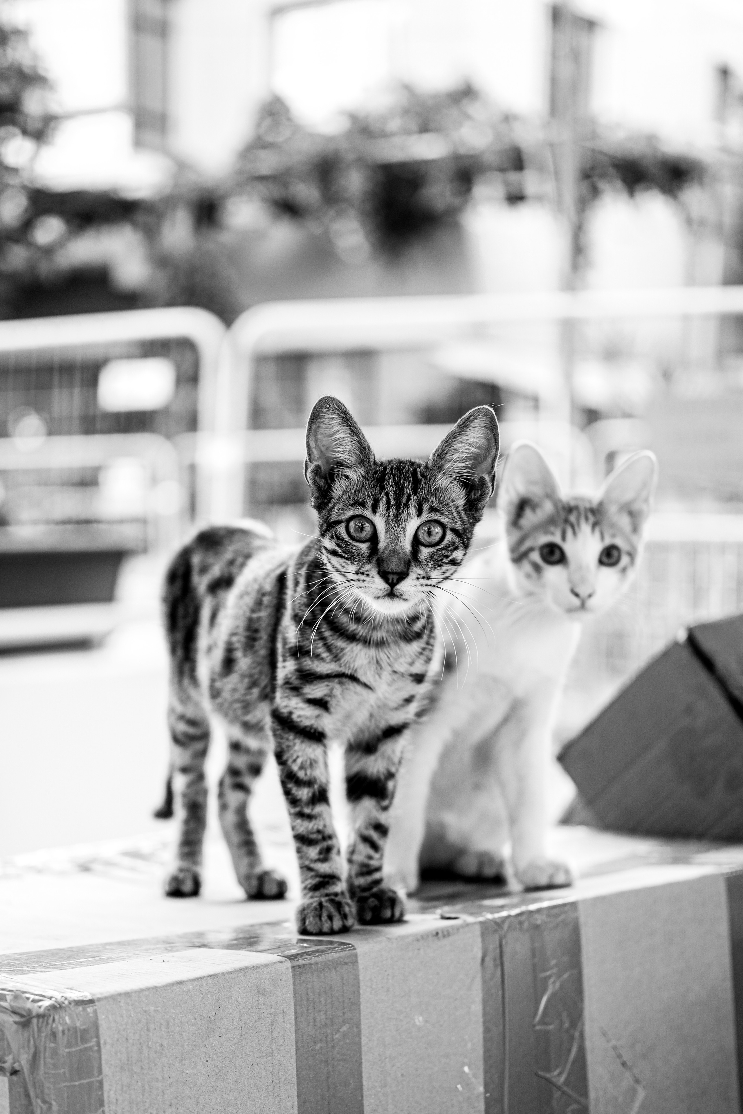 Brother and Sister | Cat in Black and White Photography | Limassol | Cyprus