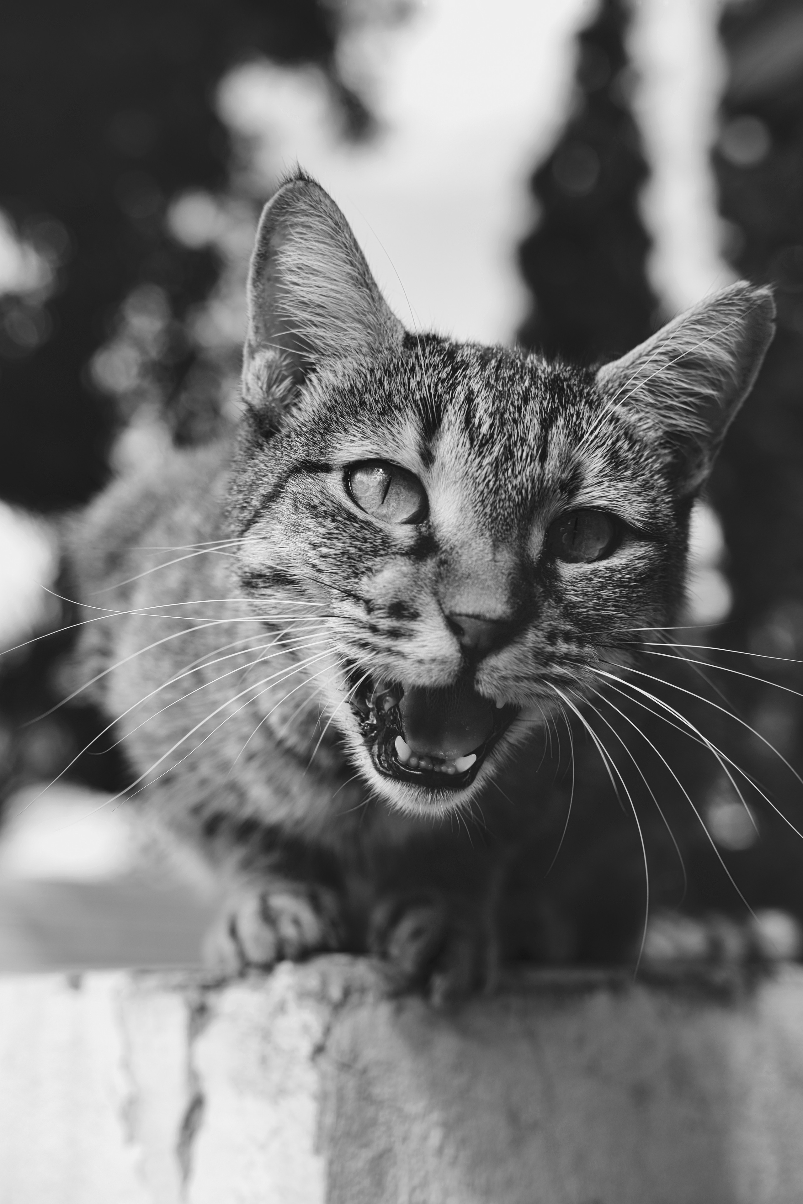 Stray cats in Black & White Photos | YuKo Photography | Street Cats. 中国街头摄影 | The Streets of China Through My Eyes | 深圳