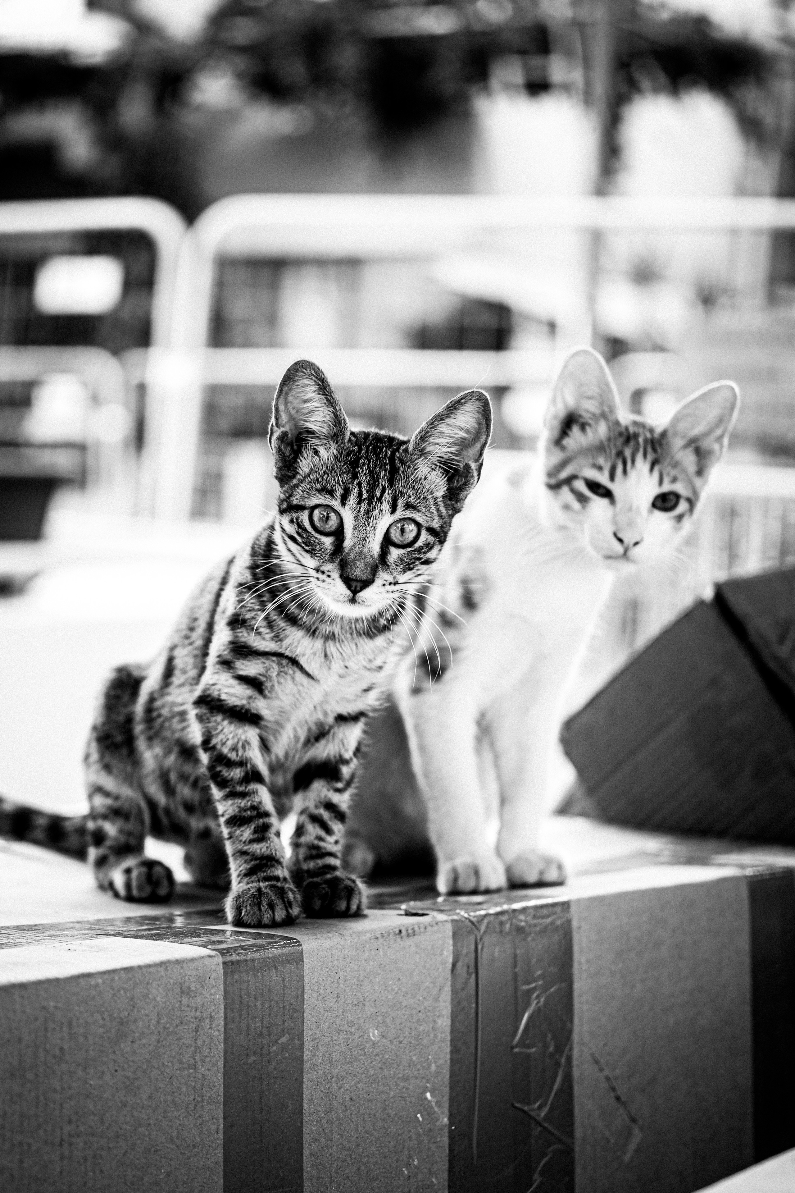 Stray cats in Black & White Photos | YuKo Photography | Street Cats. 中国街头摄影 | The Streets of China Through My Eyes | 深圳