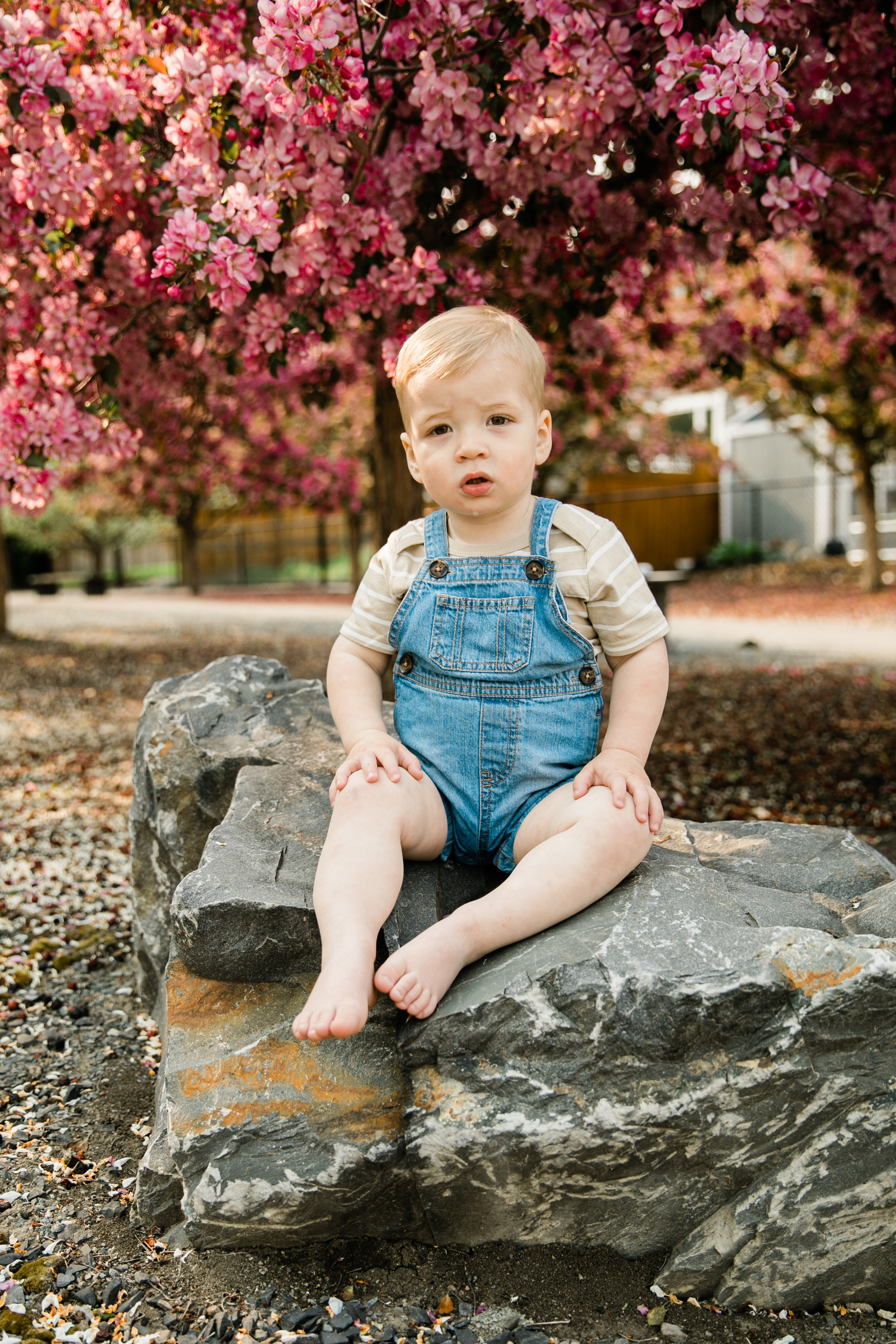 Pitchers Family Photos — Cherry Blossom. Fotografía accesible en Calgary