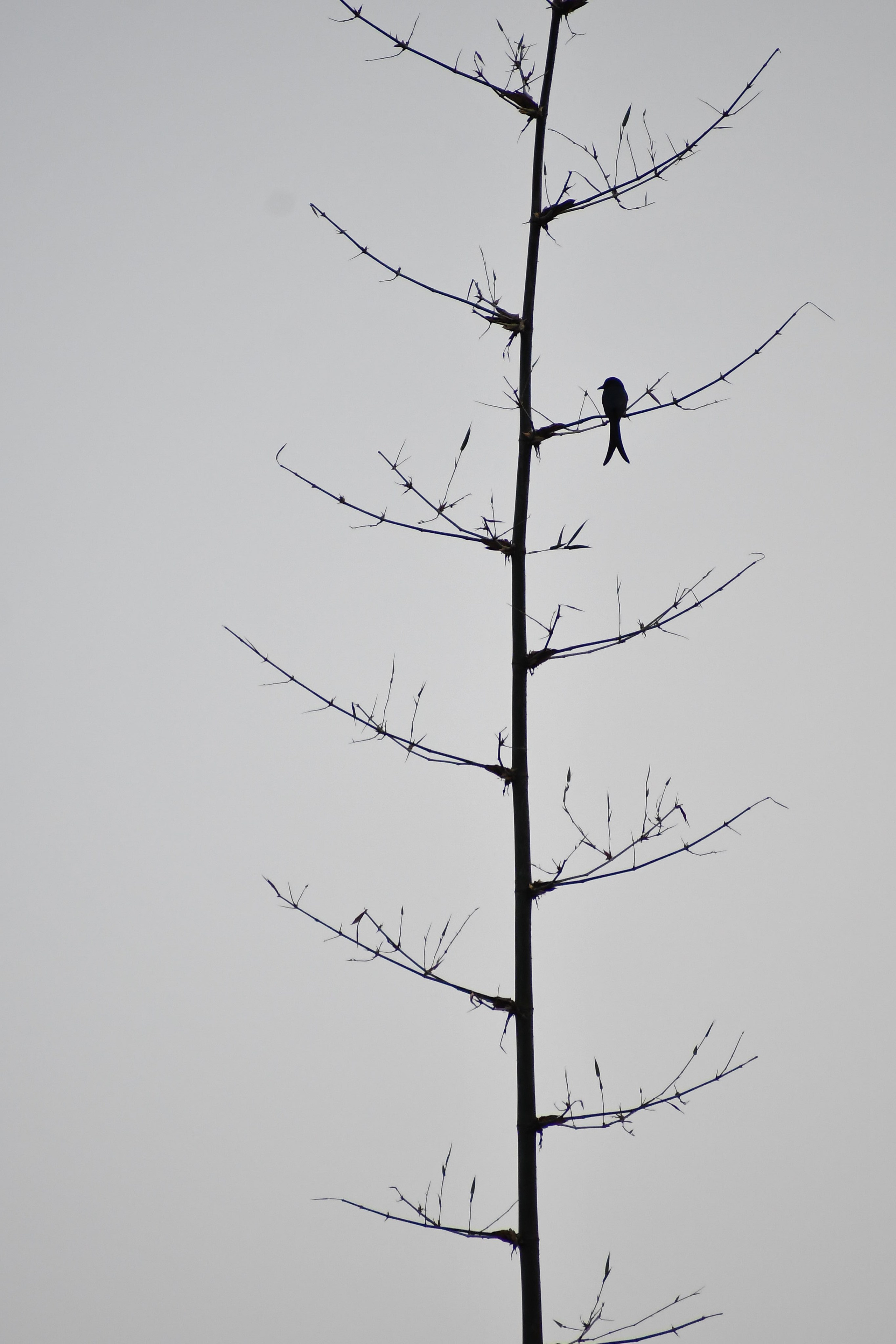 Wildlife. Portfolio By Nikhil