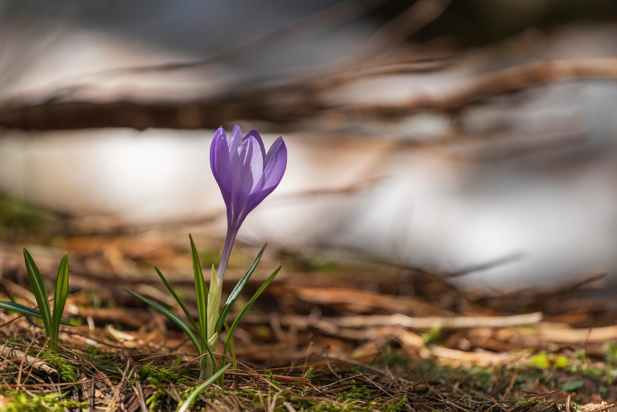 Планини. Александър Сандев - website